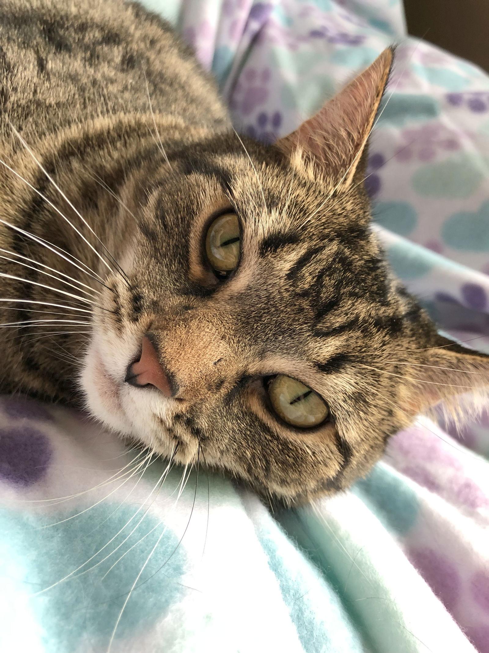 Strawberry, a Adoptable Domestic Short Hair in Eureka, MO image 3/3