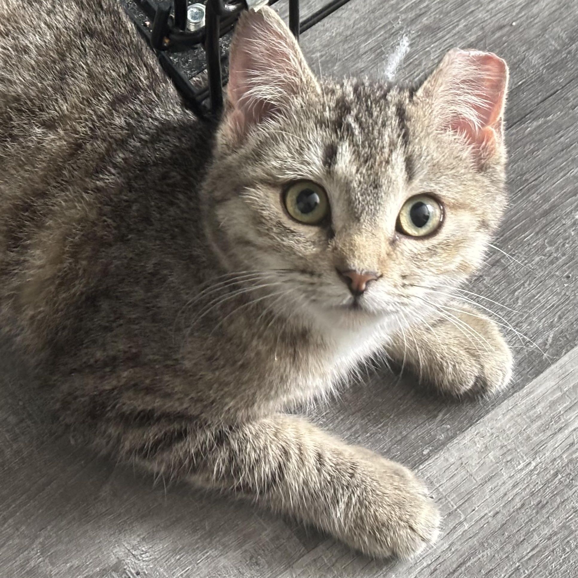 Enlarge Sparrow, an adopted mixed breed in Everett, ON image 3/4