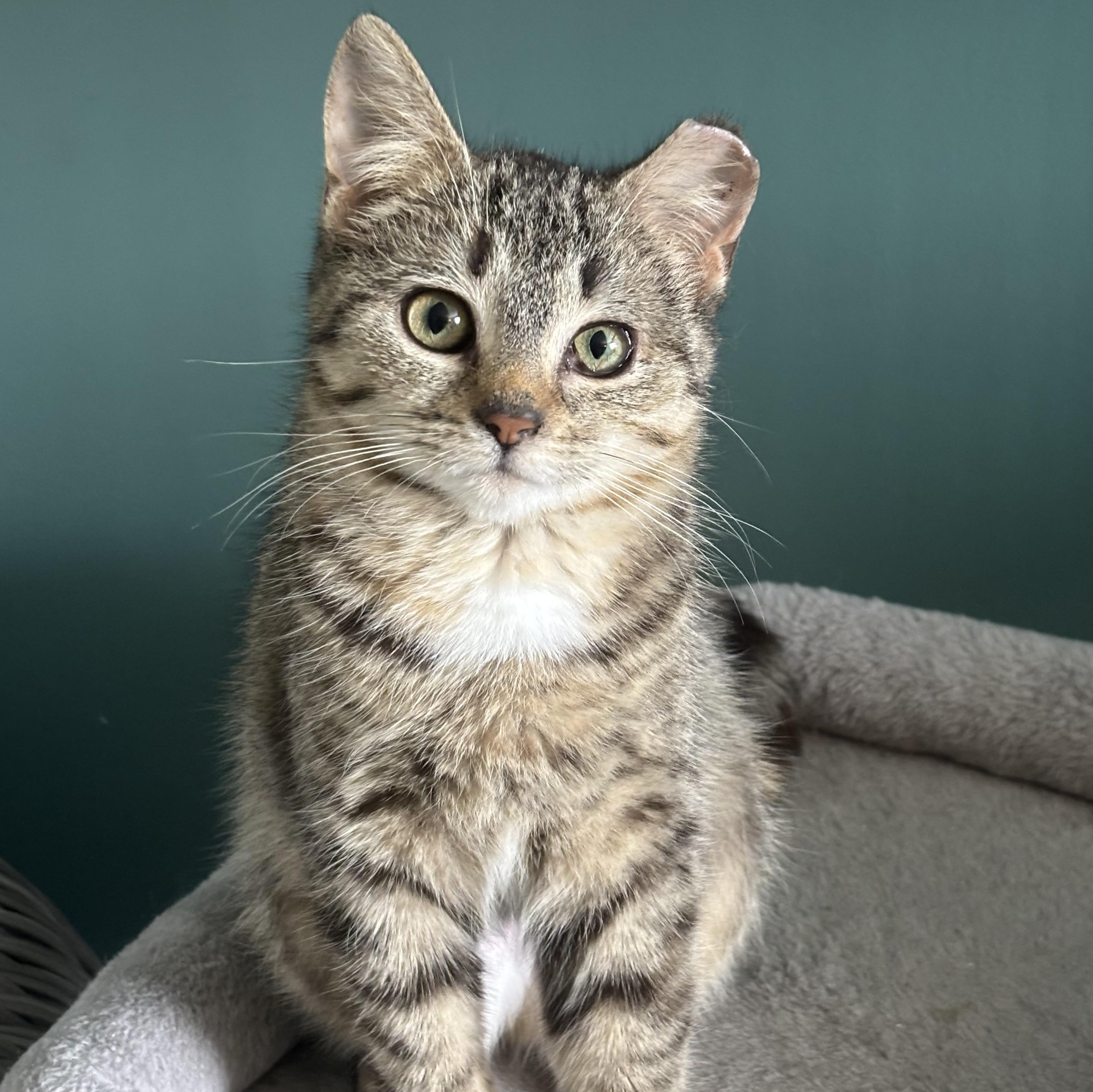 Sparrow, adopted, Kitten Female Domestic Short Hair.