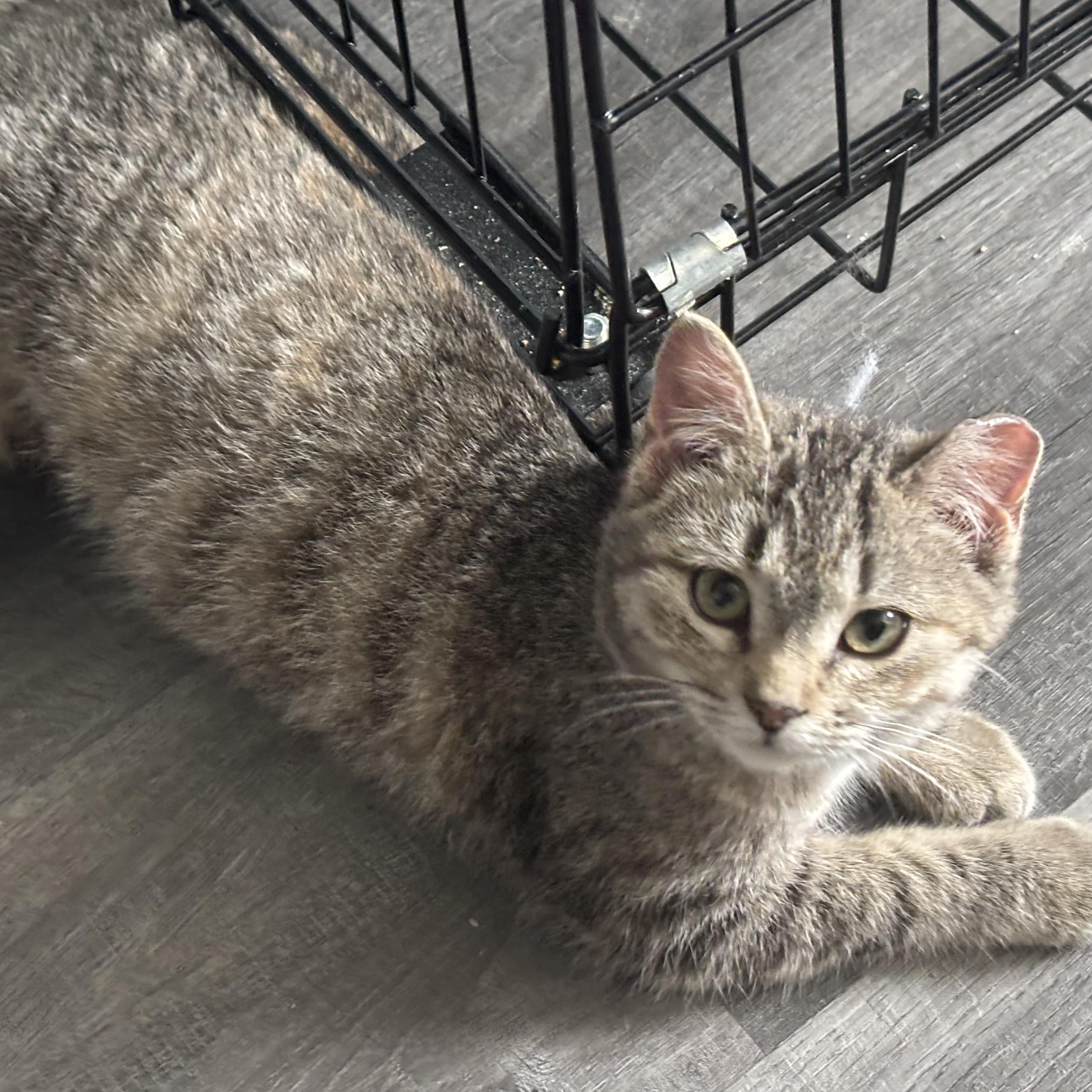 Enlarge Sparrow, an adopted mixed breed in Everett, ON image 2/4