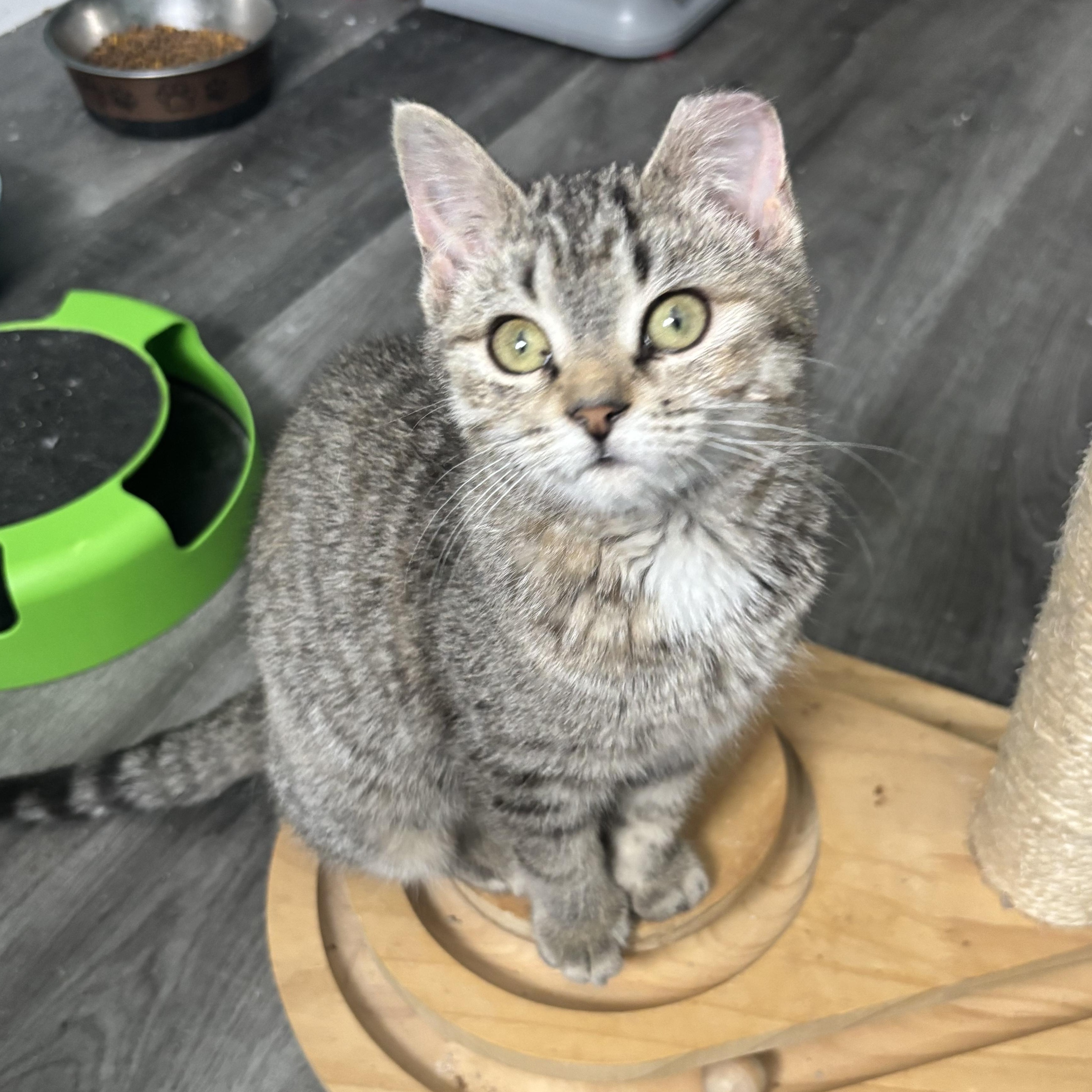Enlarge Sparrow, an adopted mixed breed in Everett, ON image 4/4