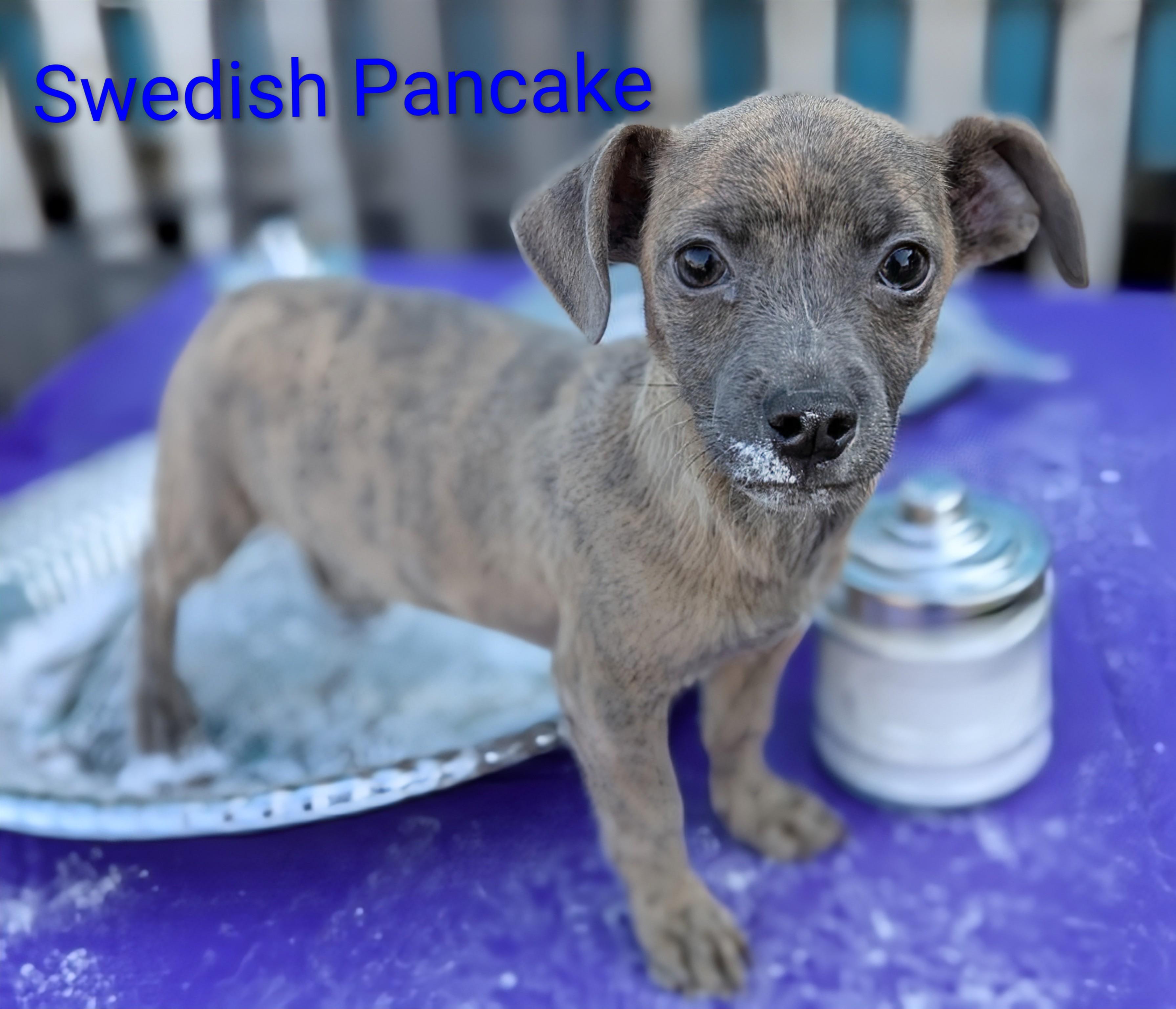 Swedish Pancake, a Adoptable mixed breed in San Jose, CA image 2/3