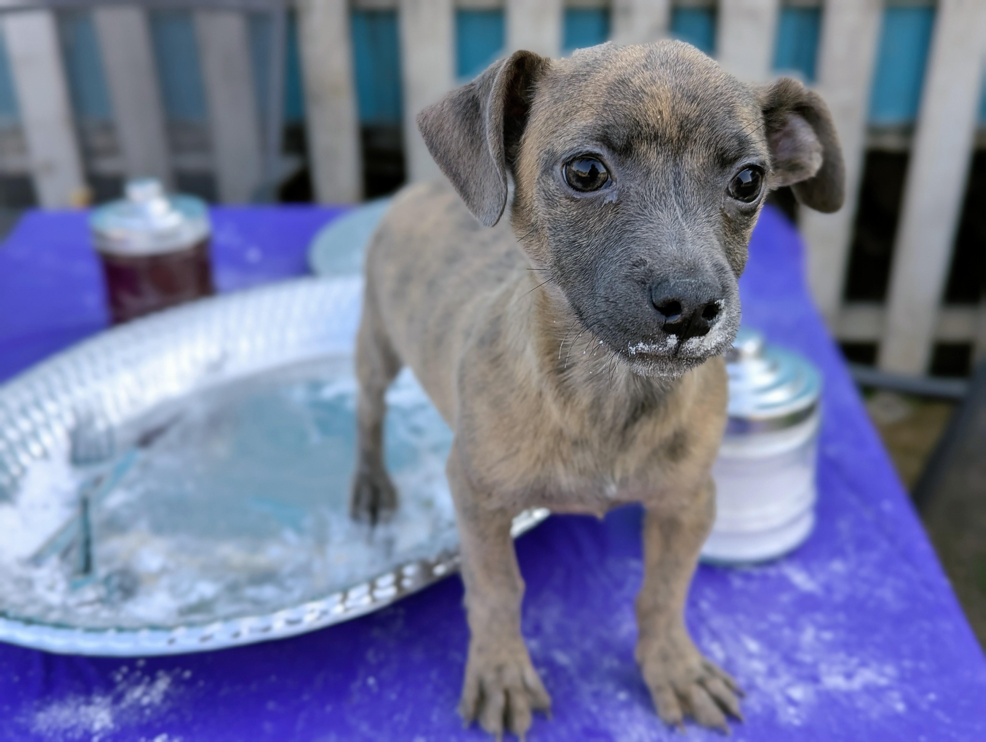 Swedish Pancake, a Adoptable mixed breed in San Jose, CA image 3/3