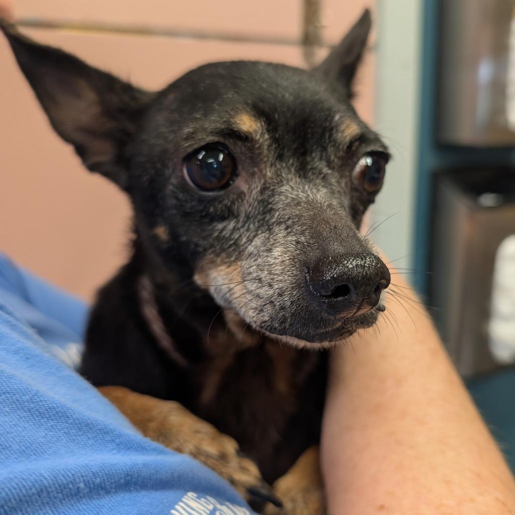 Enlarge June Bug, a Adoptable Mixed Breed in Huntsville, AR image 1/1