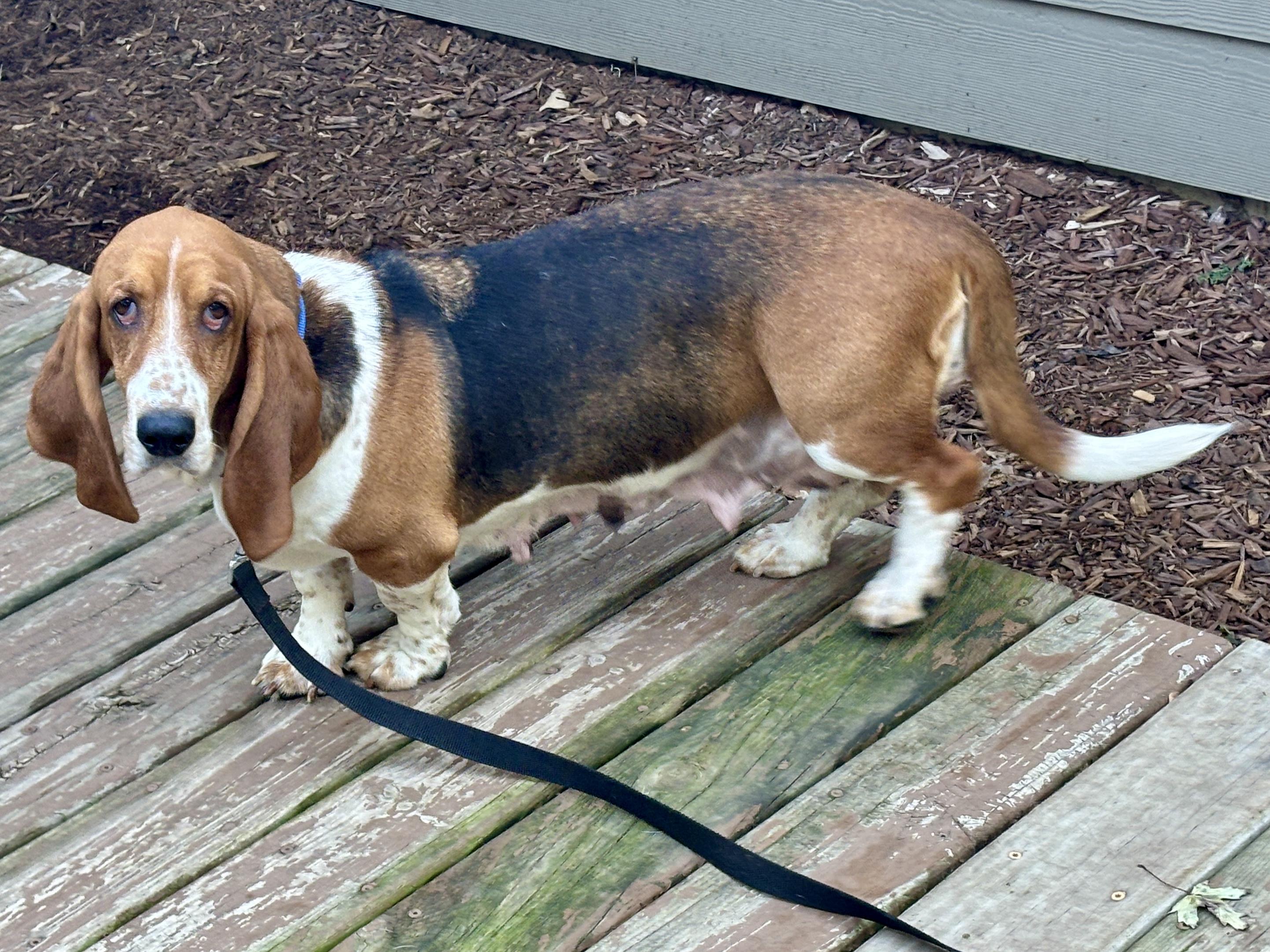 Enlarge Freckles, a Adoptable Basset Hound in St. Paul, MN image 2/4