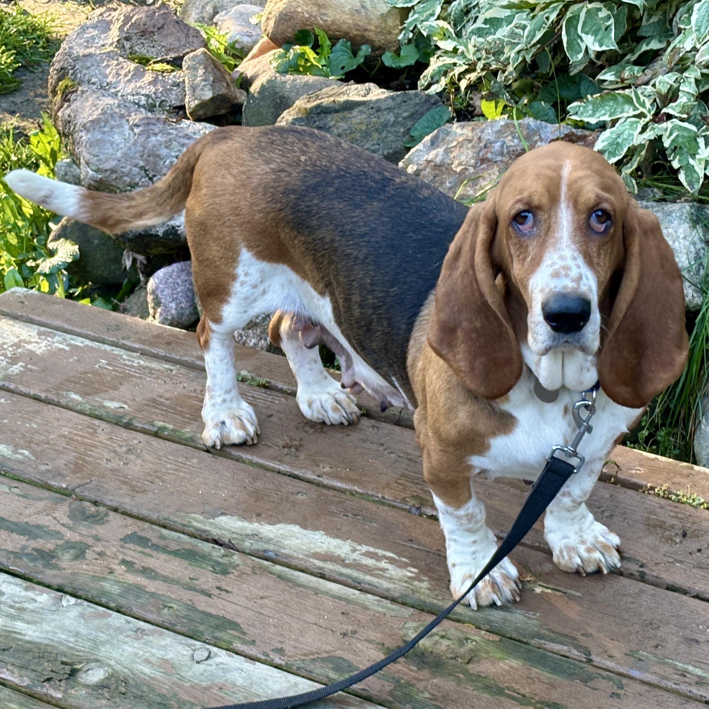 Enlarge Freckles, a Adoptable Basset Hound in St. Paul, MN image 3/4