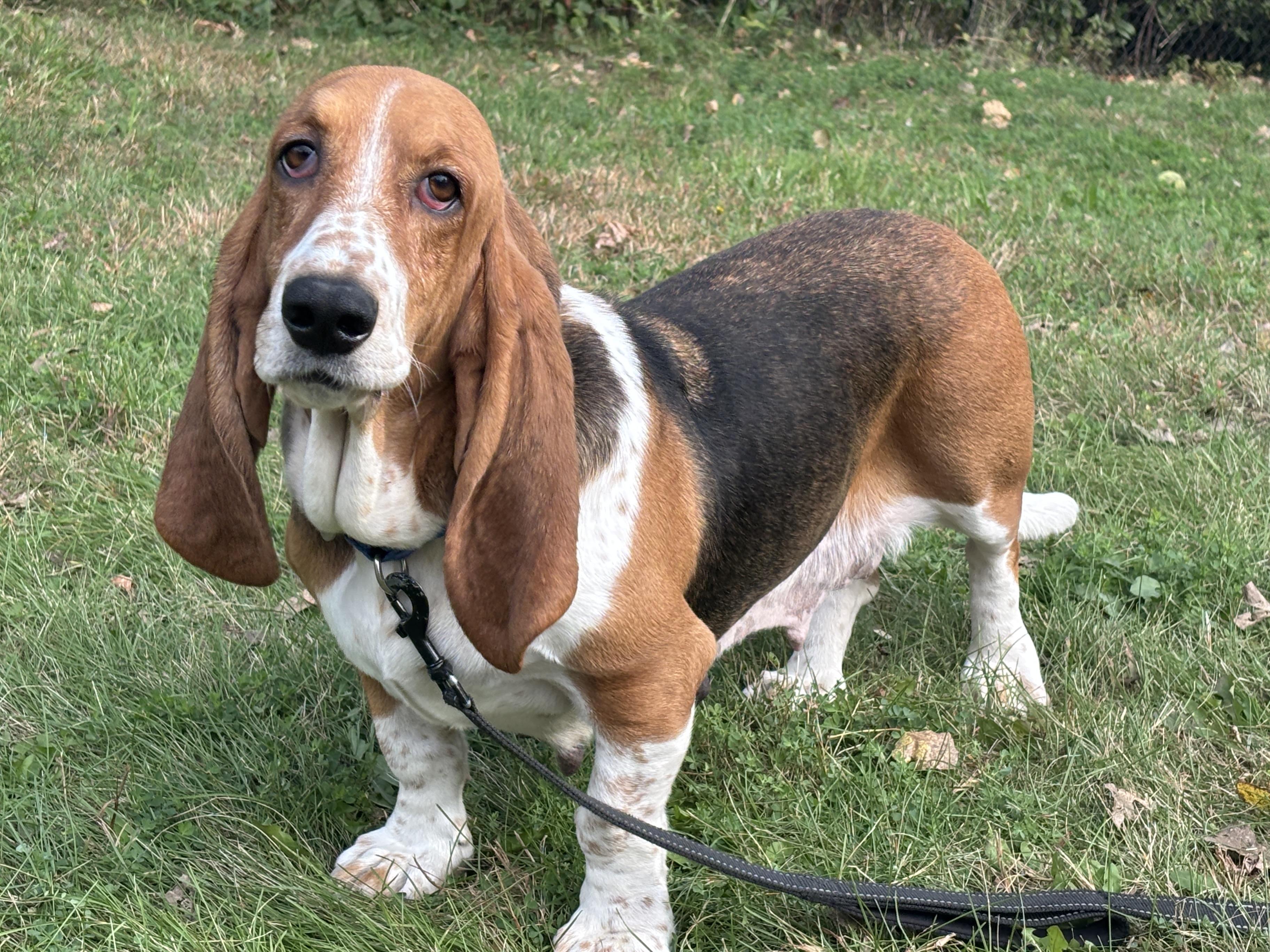 Freckles, Adoptable, Young Female Basset Hound.