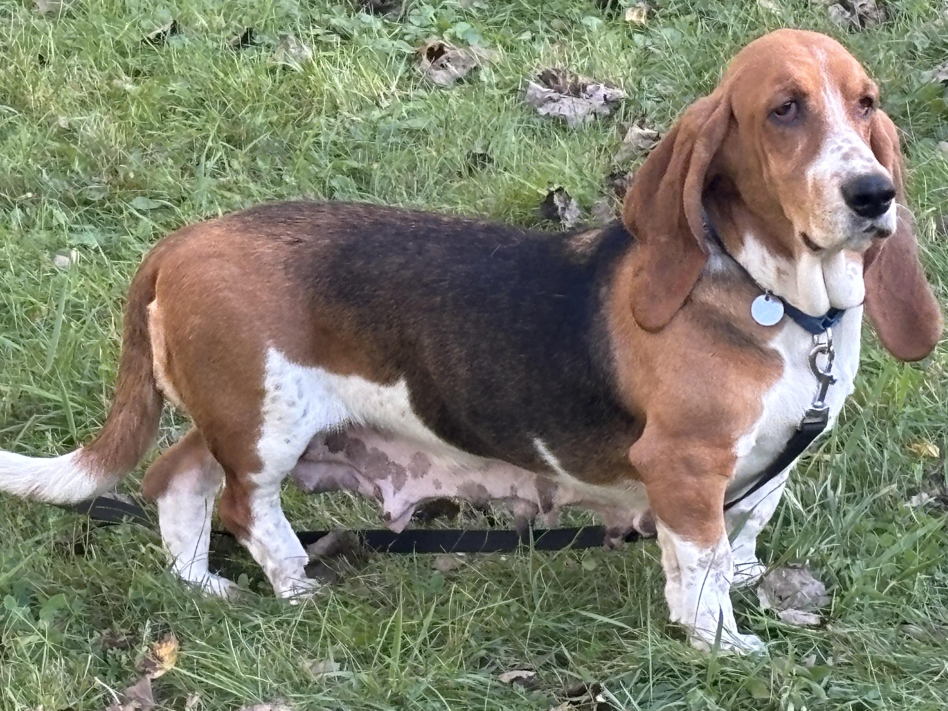 Enlarge Freckles, a Adoptable Basset Hound in St. Paul, MN image 4/4