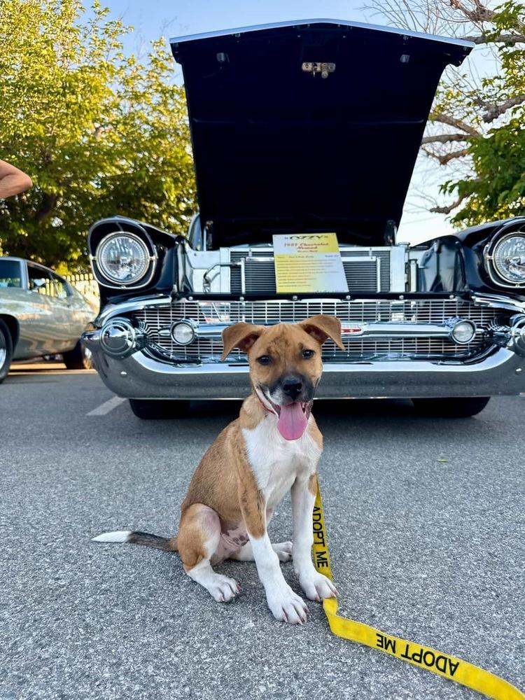 Enlarge Barkley, a Adoptable mixed breed in Canyon Country, CA image 1/5