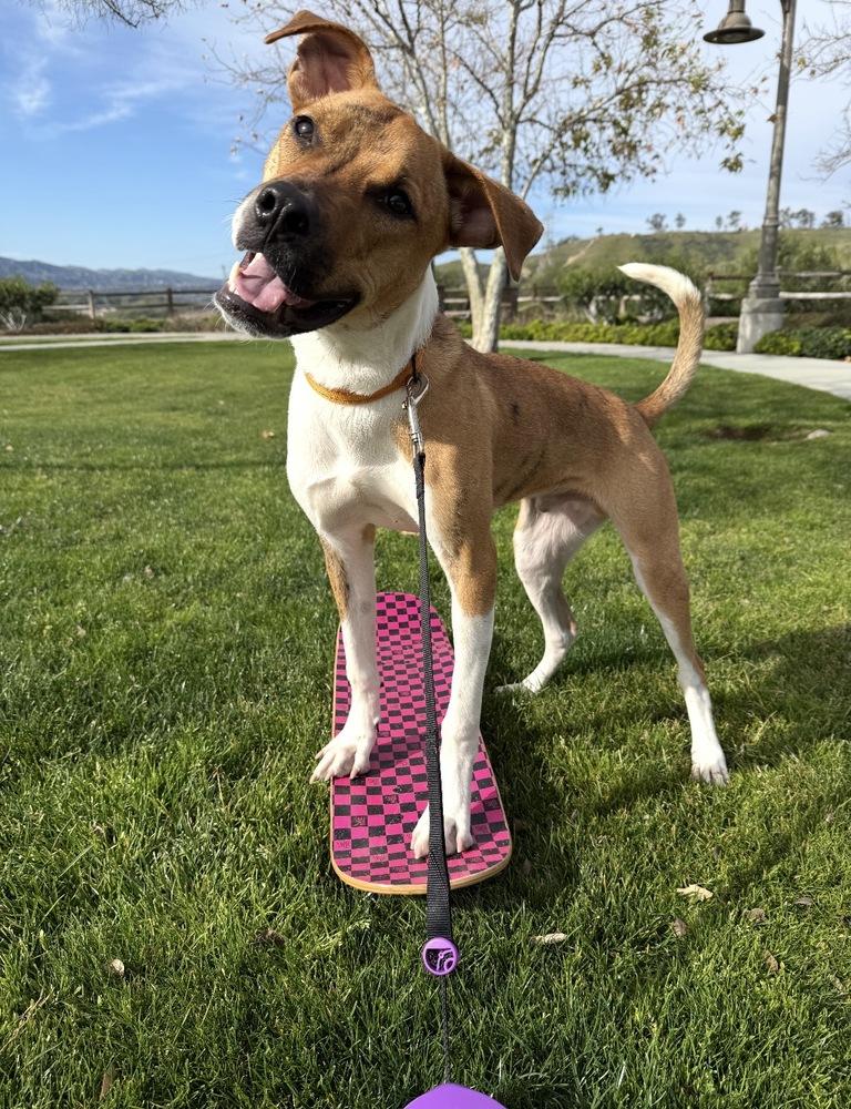 Enlarge Barkley, a Adoptable mixed breed in Canyon Country, CA image 2/6