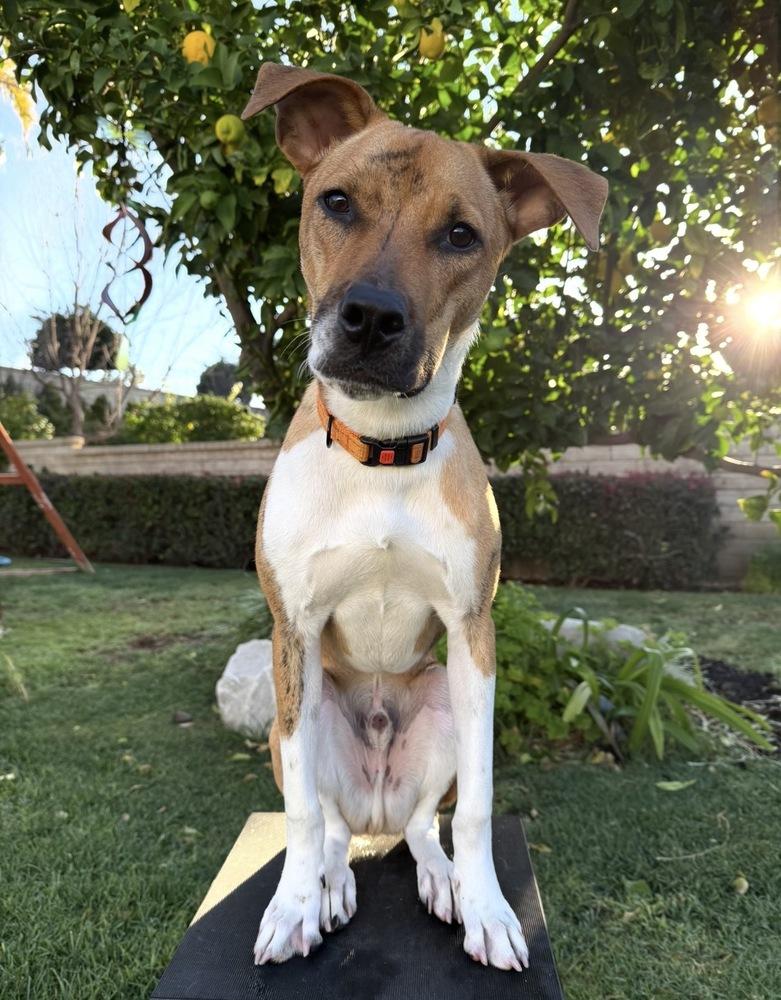 Enlarge Barkley, a Adoptable mixed breed in Canyon Country, CA image 4/6