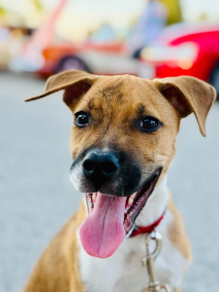 Enlarge Barkley, a Adoptable mixed breed in Canyon Country, CA image 3/5