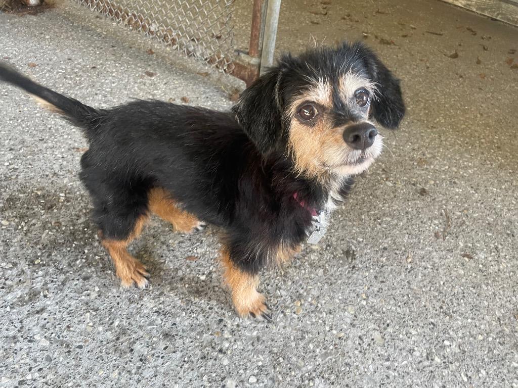 Missie, a Adoptable Terrier in St. Albans, VT image 1/2