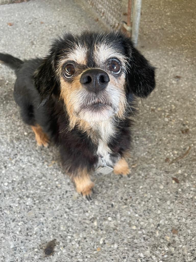 Missie, a Adoptable Terrier in St. Albans, VT image 2/2