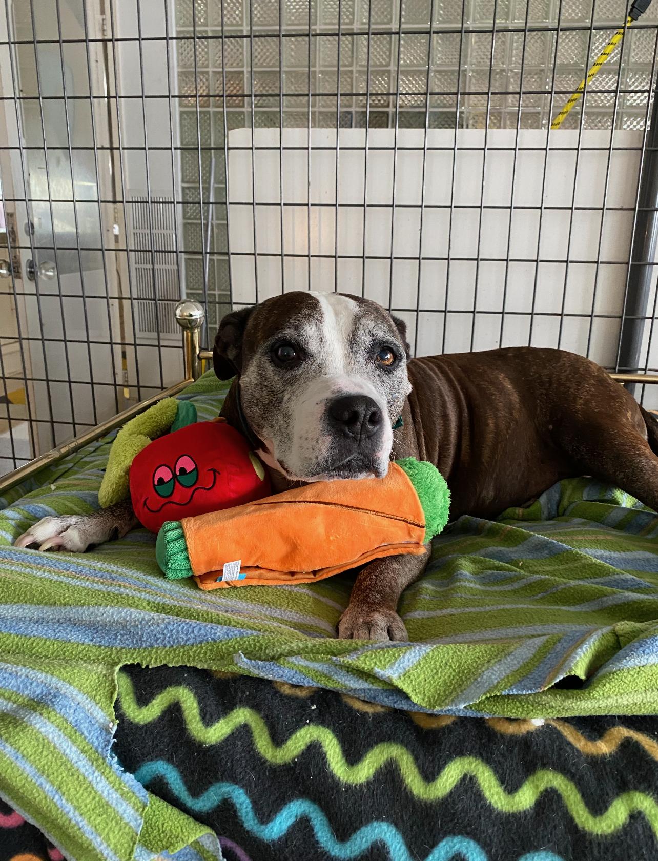 Rocky, a Adopted Pit Bull Terrier in Lutherville, MD image 1/3