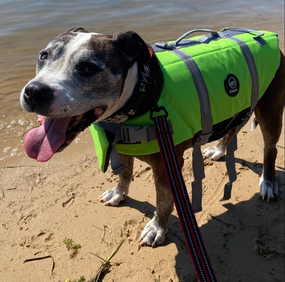 Rocky, a Adopted Pit Bull Terrier in Lutherville, MD image 2/3