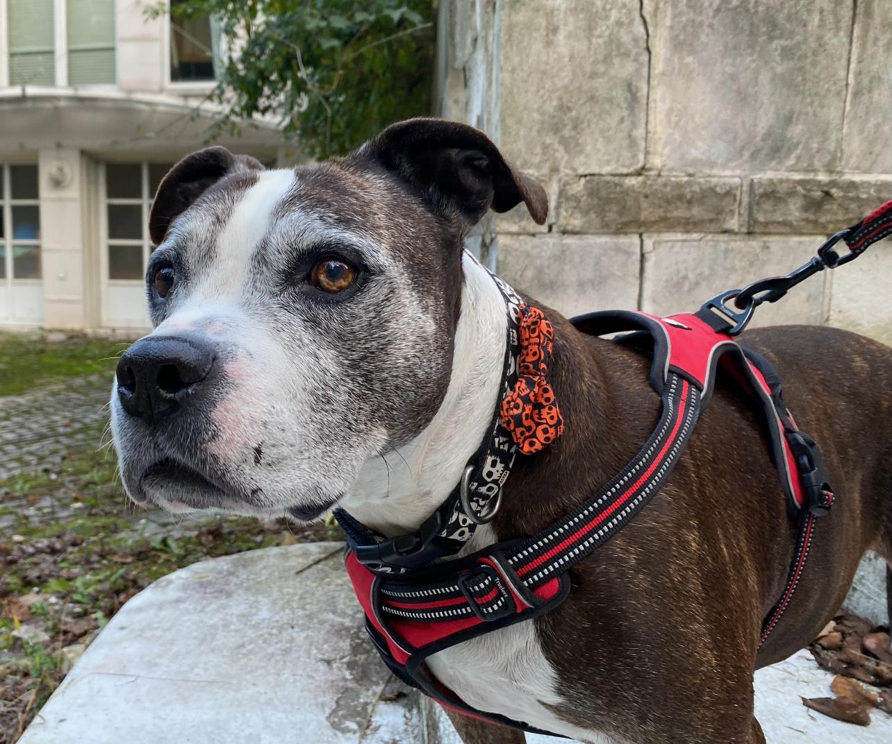 Rocky, a Adopted Pit Bull Terrier in Lutherville, MD image 3/3