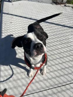 Reo, Adoptable, Young Male Pit Bull Terrier.