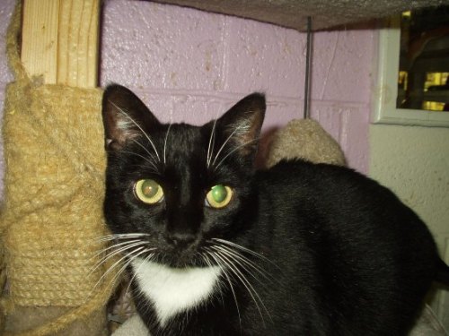 Enlarge Outdoor Cats, a Adoptable mixed breed in Glen Lyon, PA image 1/1