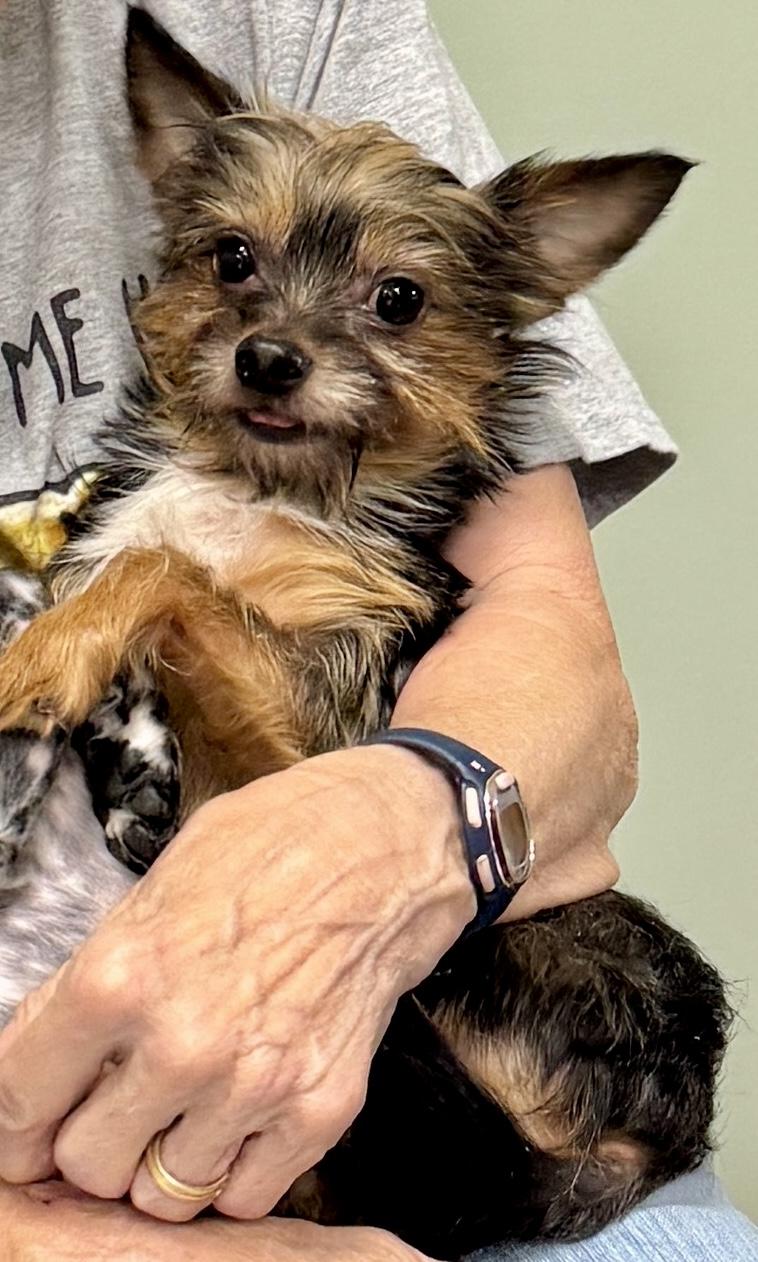 Enlarge James, a Adoptable Yorkshire Terrier in Atlanta, GA image 2/3