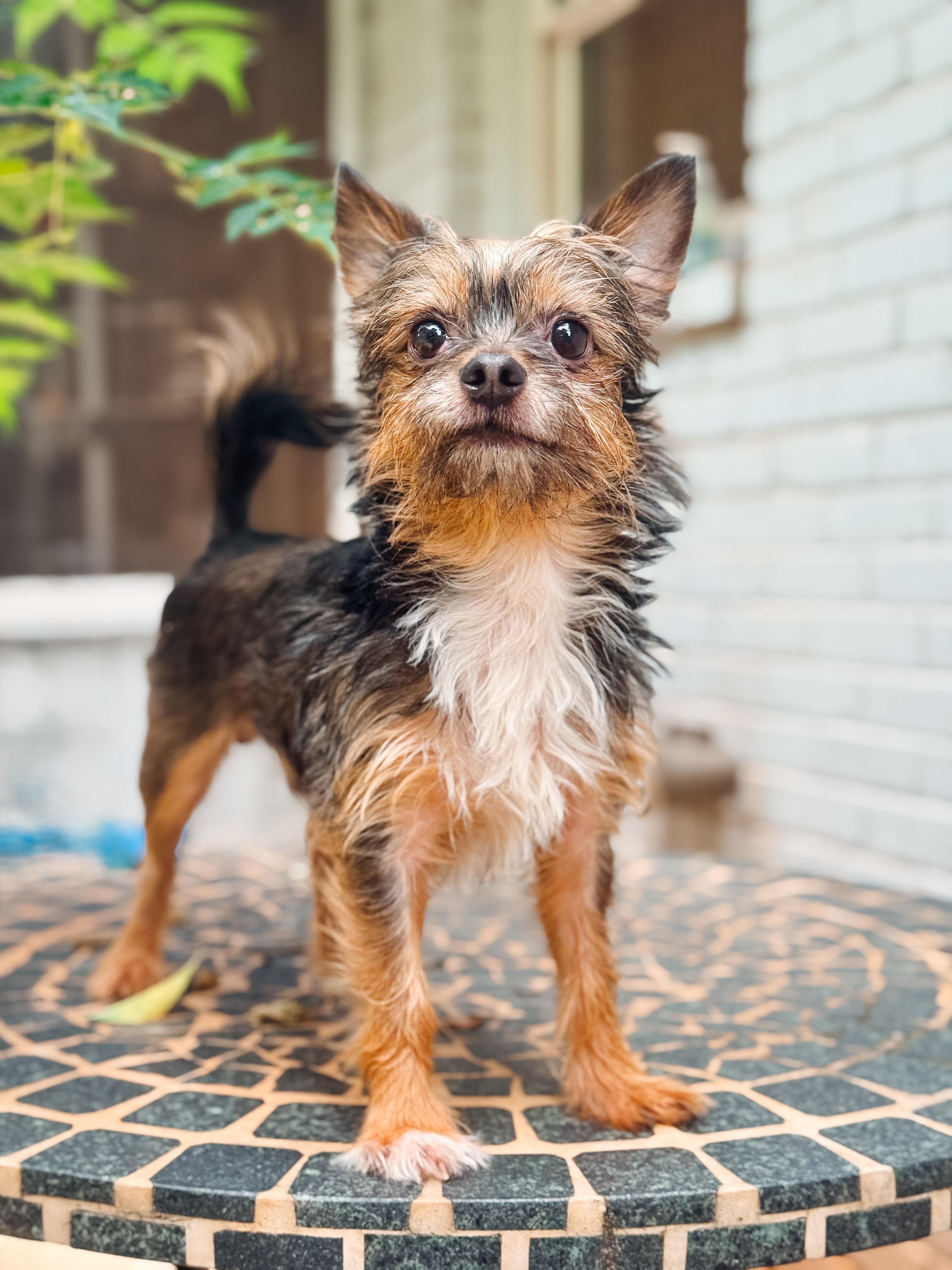 James, Adoptable, Young Male Yorkshire Terrier.