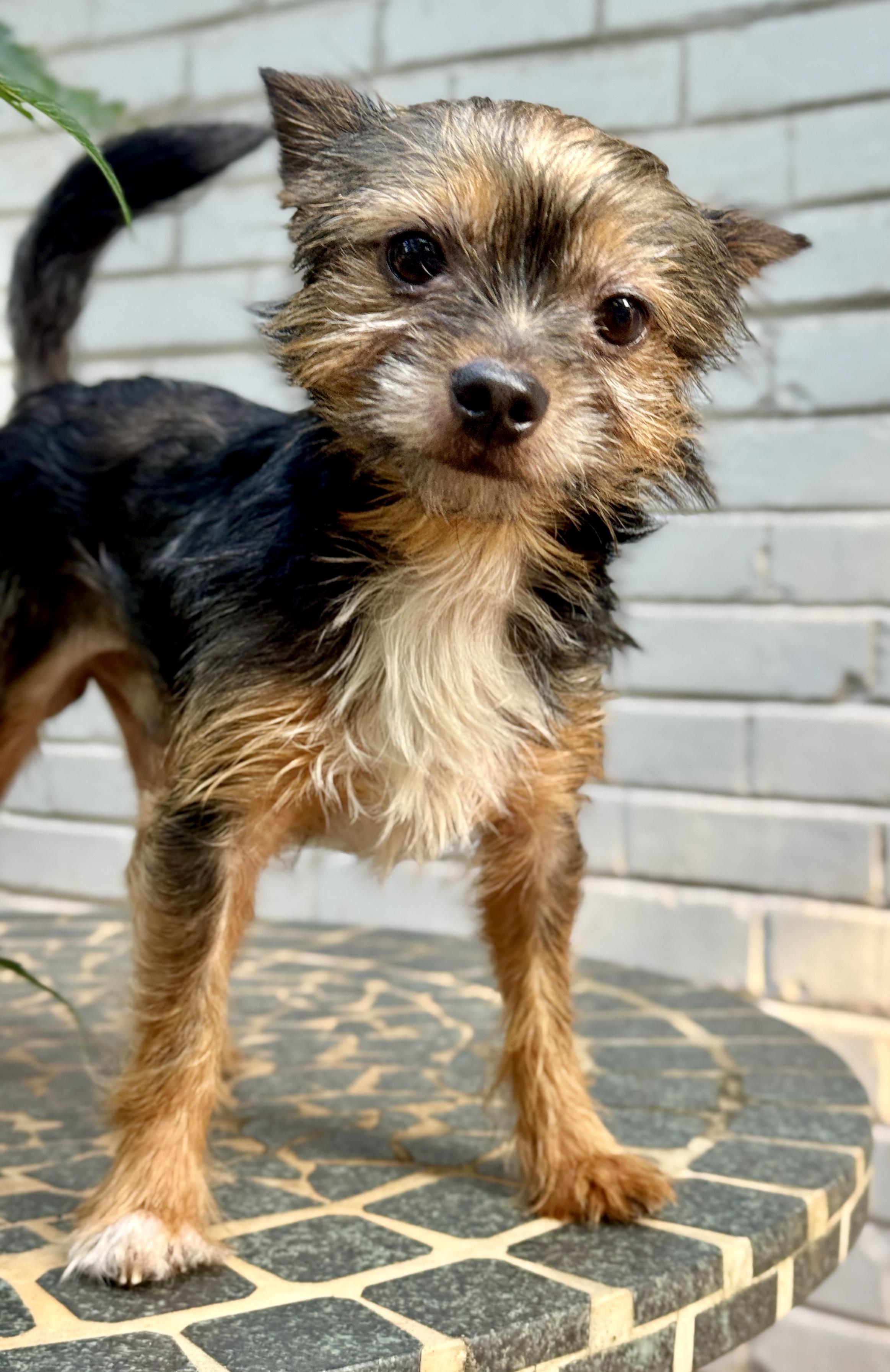 Enlarge James, a Adoptable Yorkshire Terrier in Atlanta, GA image 3/3