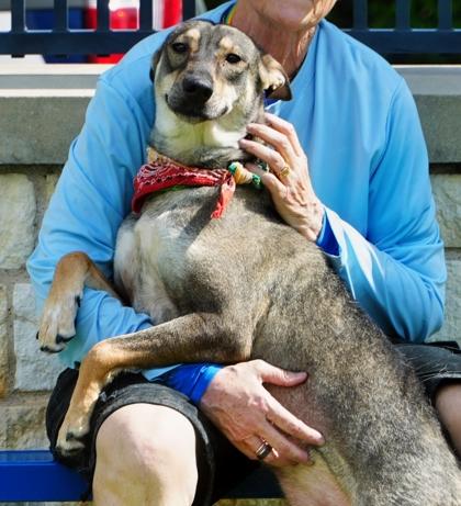 Trudi, Adoptable, Adult Female German Shepherd Dog & Mixed Breed.
