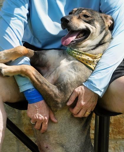 Trudi, a Adoptable mixed breed in North Richland Hills, TX image 2/3