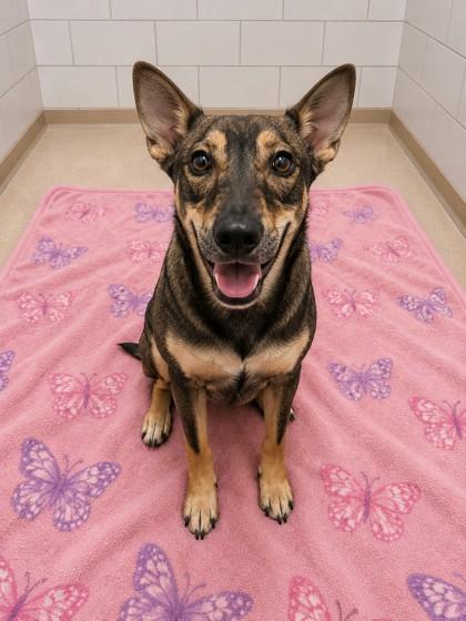 Trudi, a Adoptable mixed breed in North Richland Hills, TX image 3/3