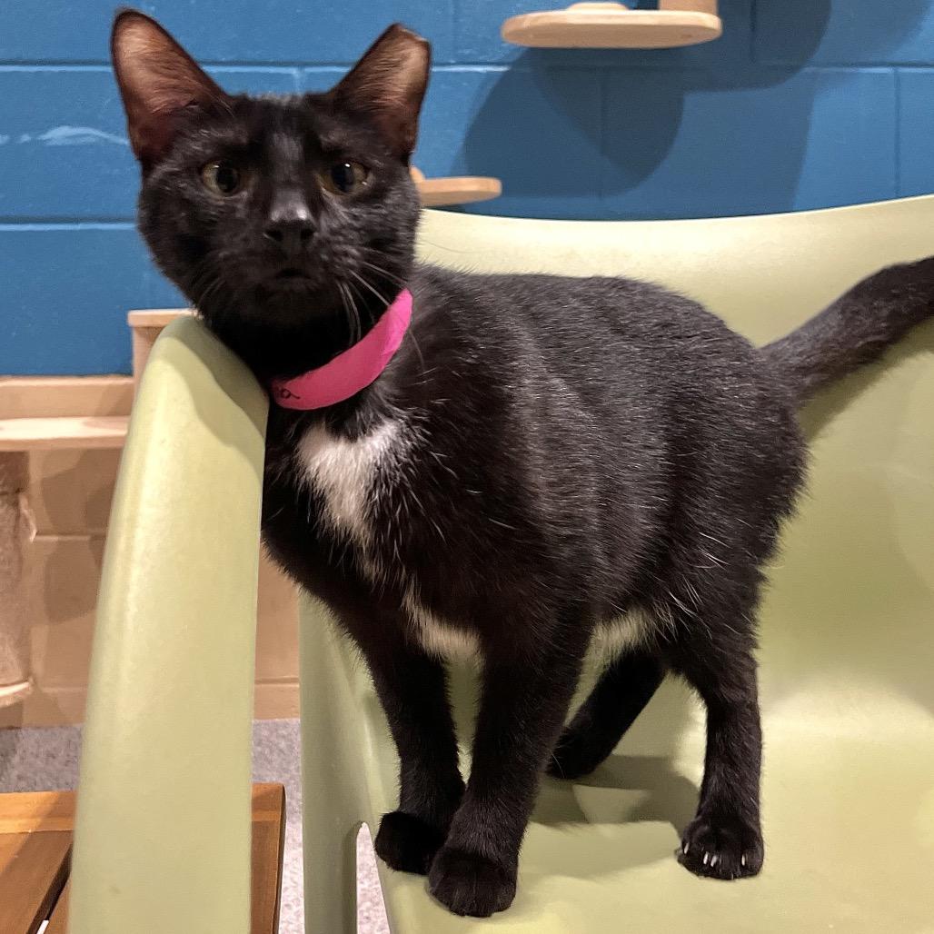 Dolphina, Adoptable, Young Female Domestic Short Hair & Domestic Short Hair.