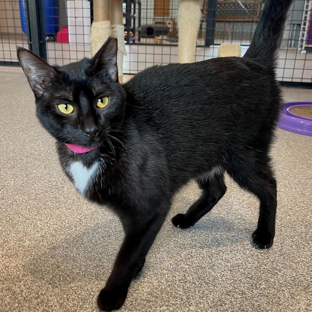 Enlarge Dolphina, a Adoptable mixed breed in Englewood, FL image 2/6