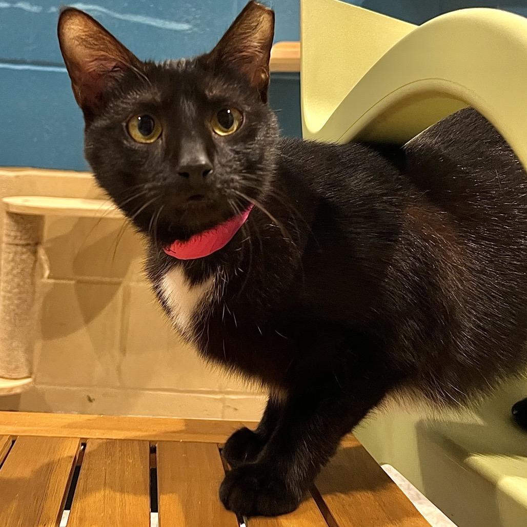 Enlarge Dolphina, a Adoptable mixed breed in Englewood, FL image 3/6