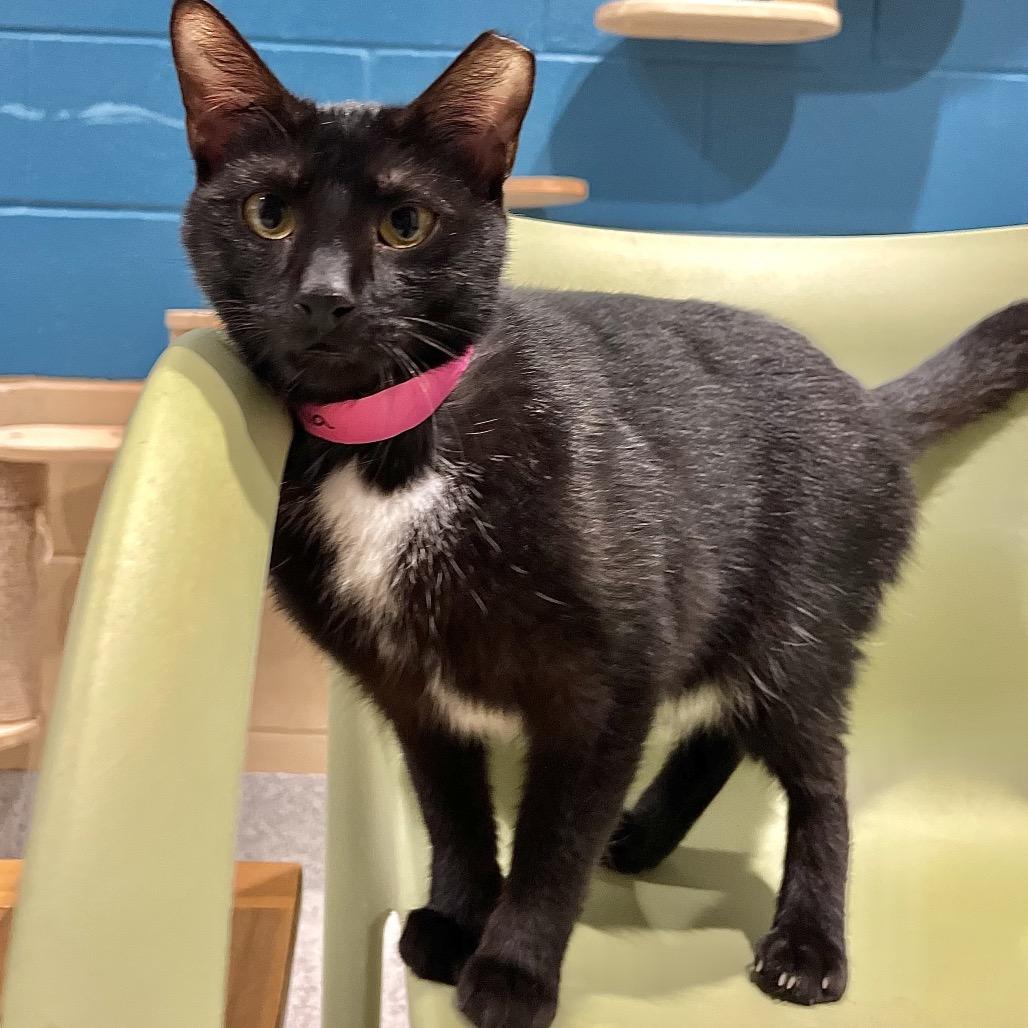 Enlarge Dolphina, a Adoptable mixed breed in Englewood, FL image 4/6