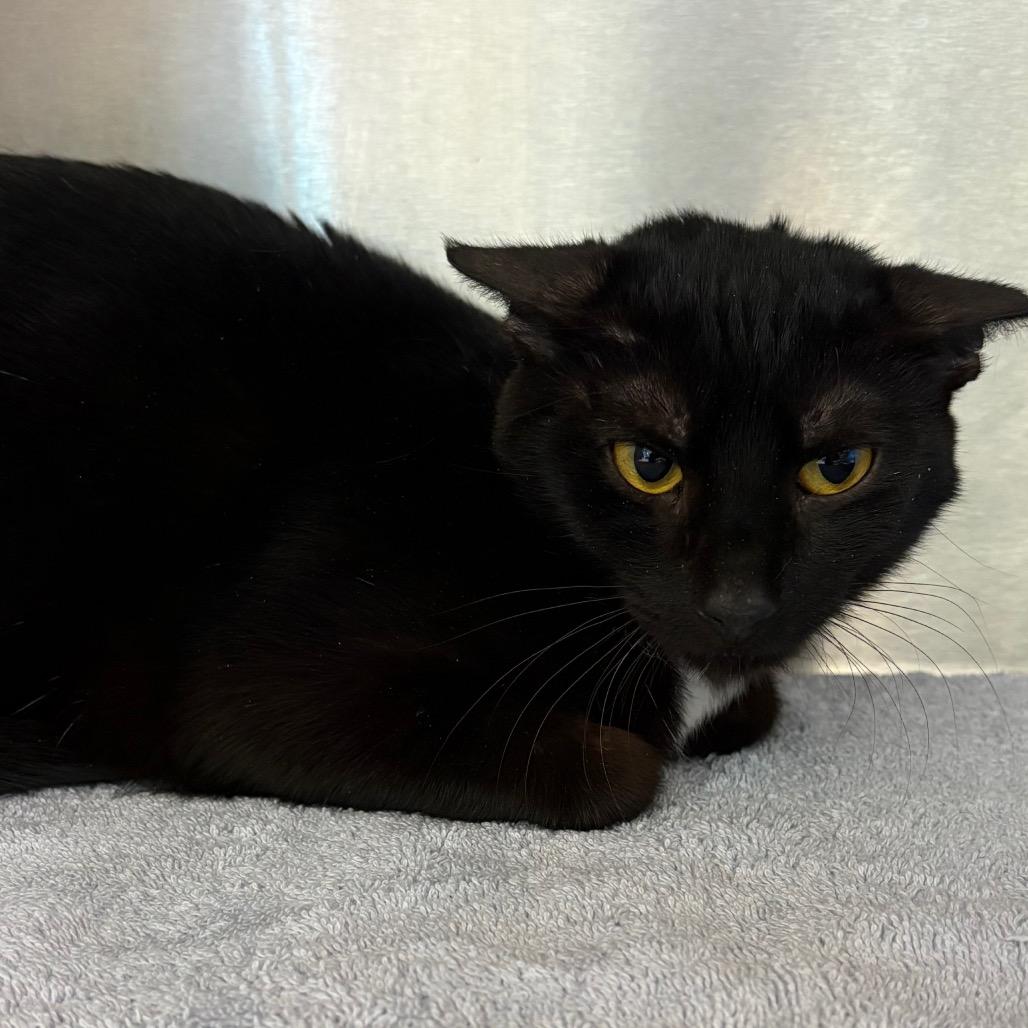 Enlarge Dolphina, a Adoptable mixed breed in Englewood, FL image 5/6