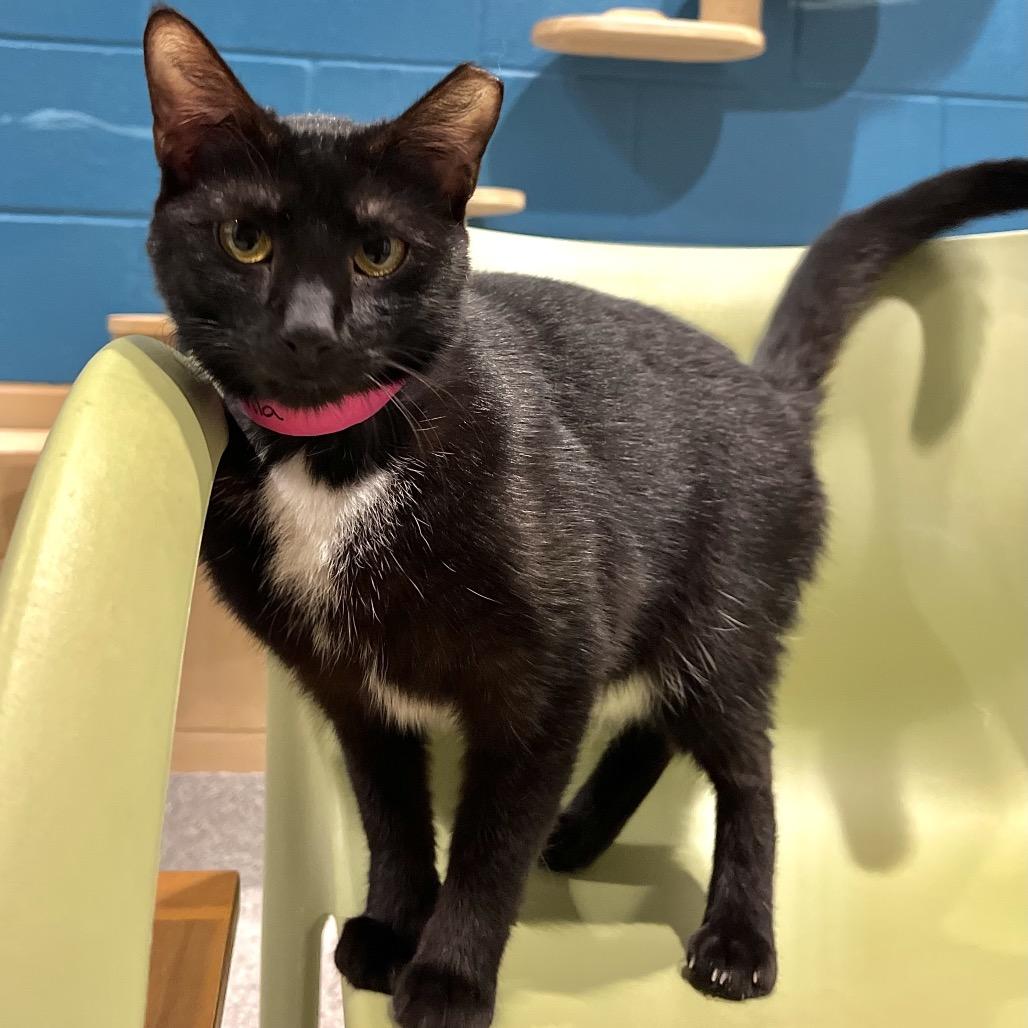 Enlarge Dolphina, a Adoptable mixed breed in Englewood, FL image 6/6