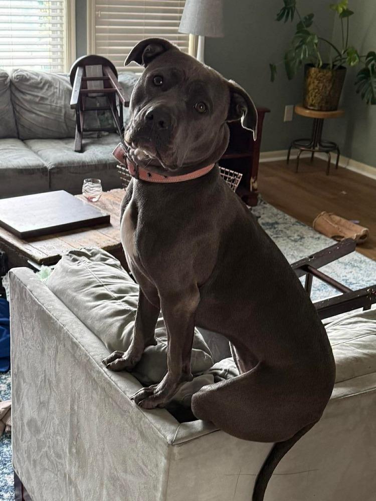 Buttercup (FKA Lacy), Adopted, Young Female Pit Bull Terrier.