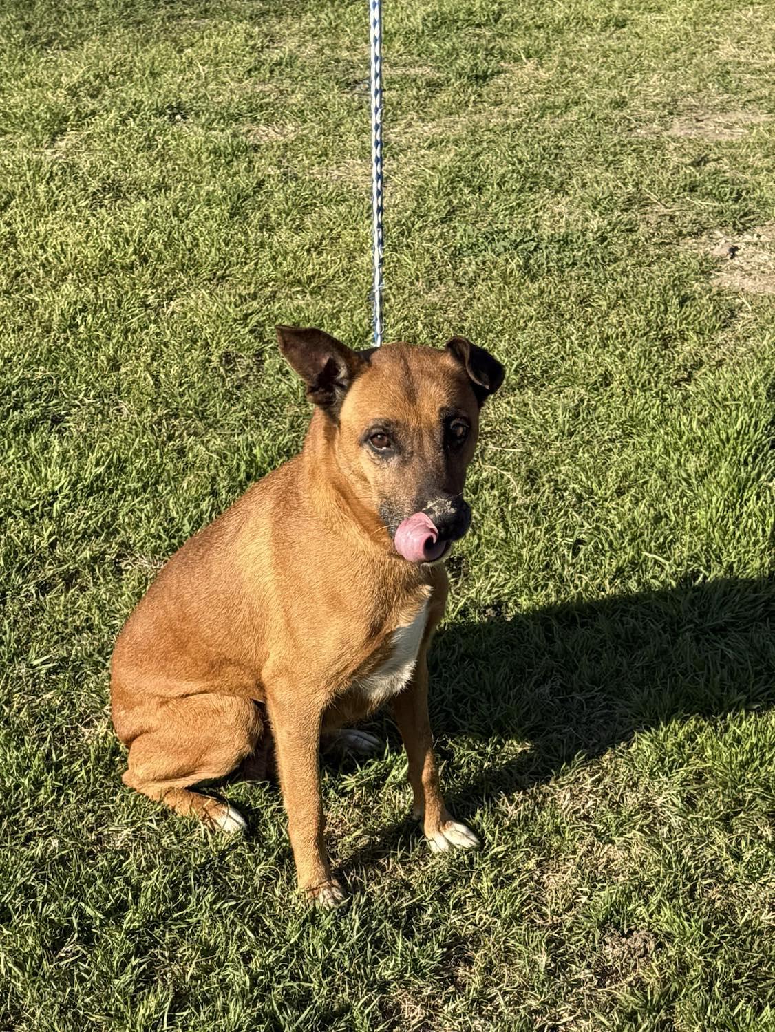 Savannah, a Adoptable mixed breed in Scarsdale, NY image 1/3