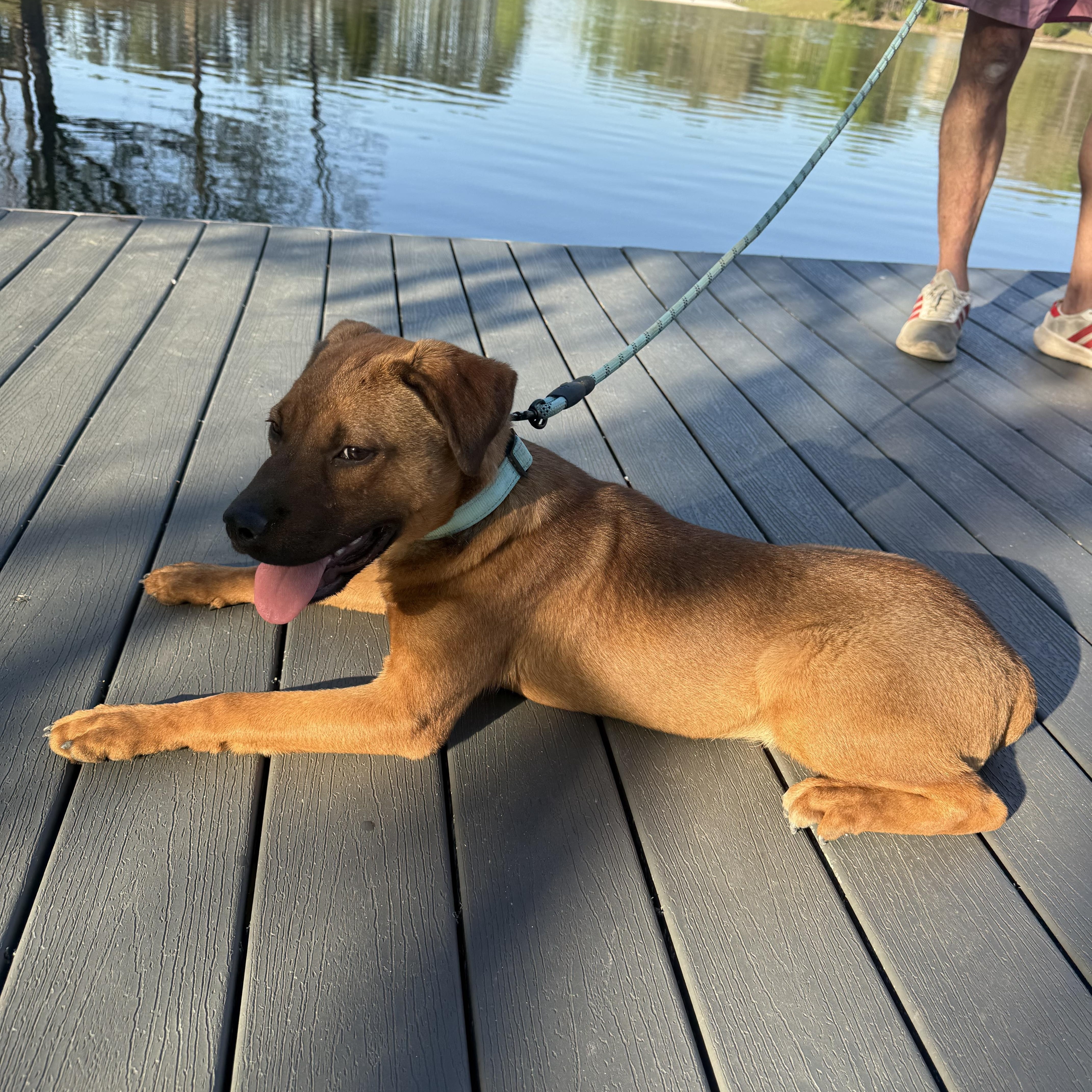 Red , a ADOPTABLE mixed breed in Watertown, CT image 5/6