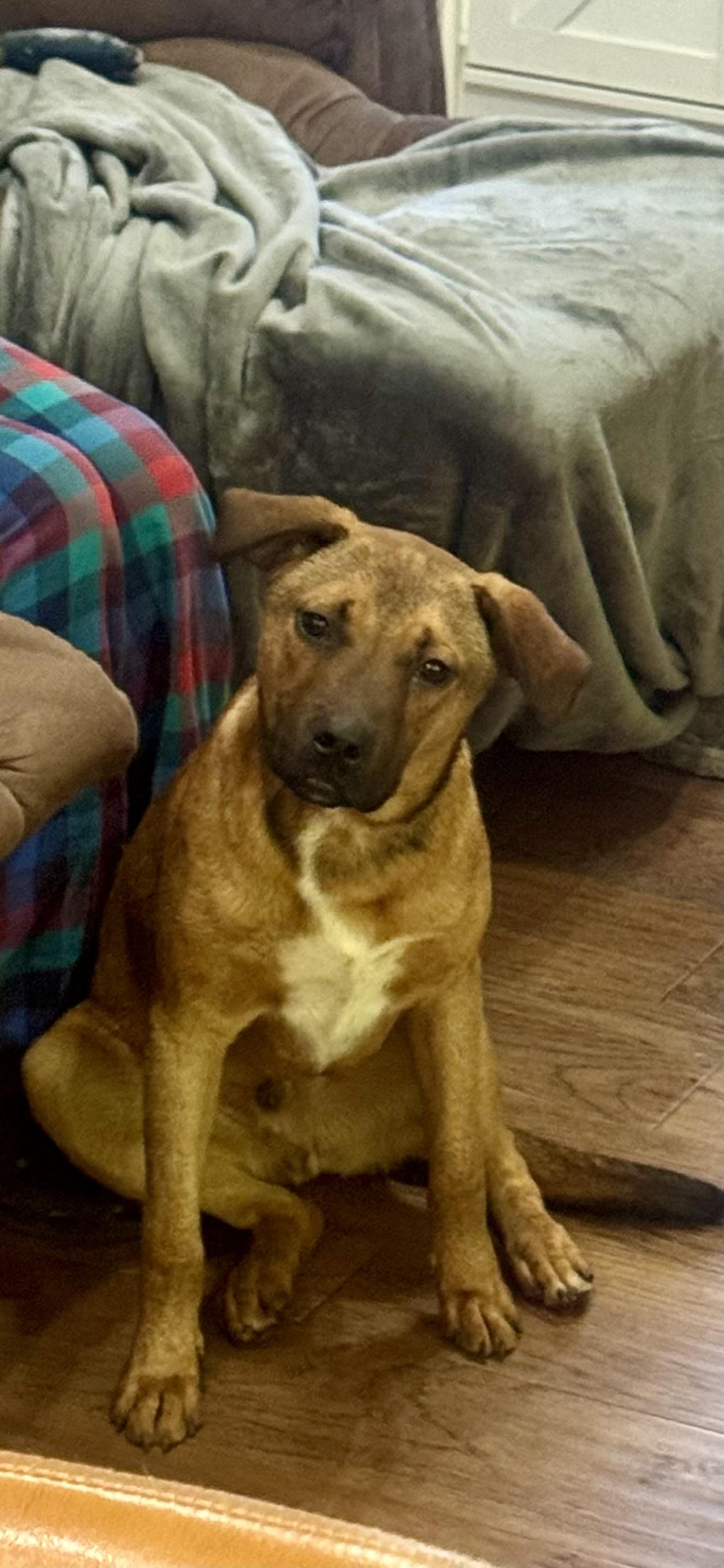 Red , a ADOPTABLE mixed breed in Watertown, CT image 6/6
