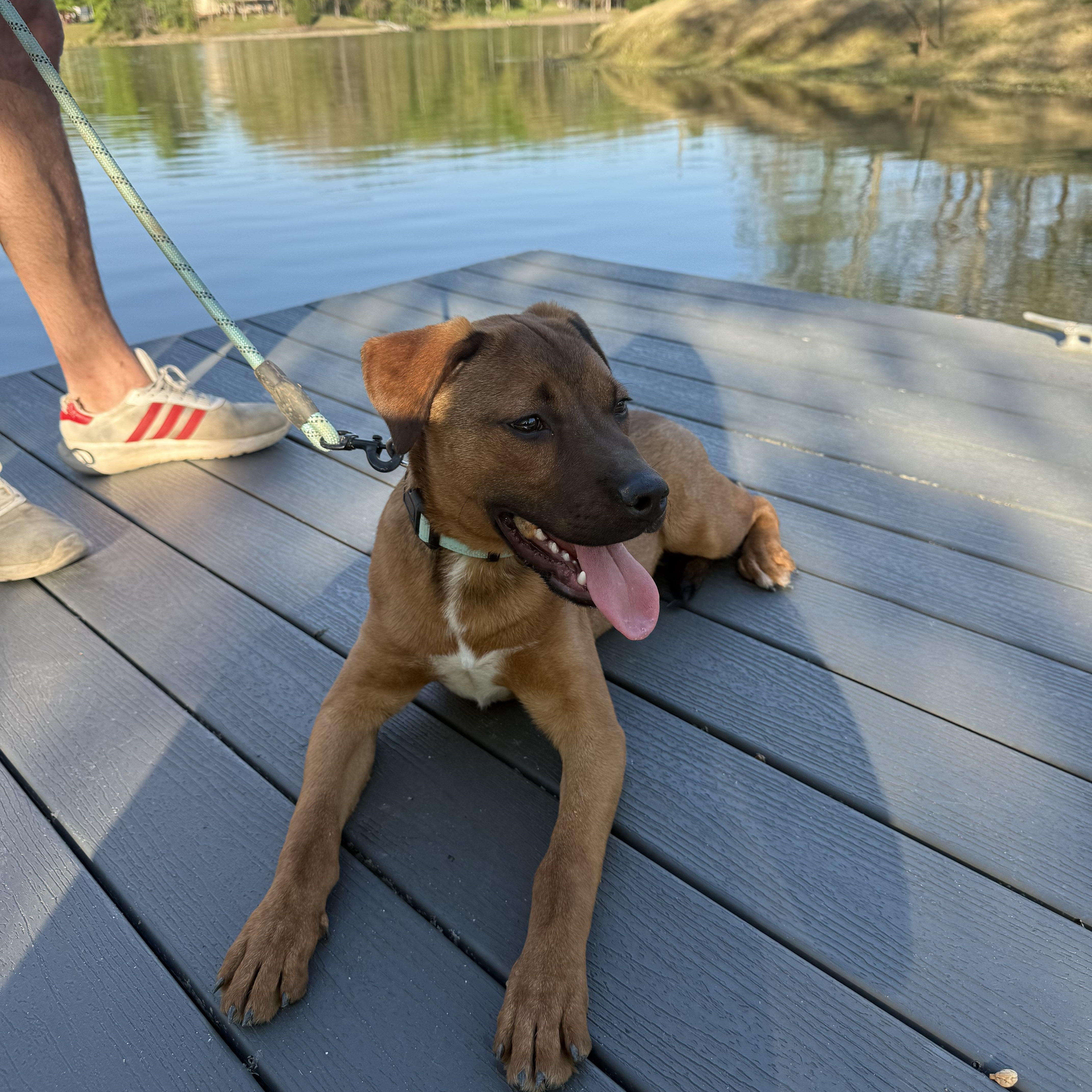 Red , a ADOPTABLE mixed breed in Watertown, CT image 3/6