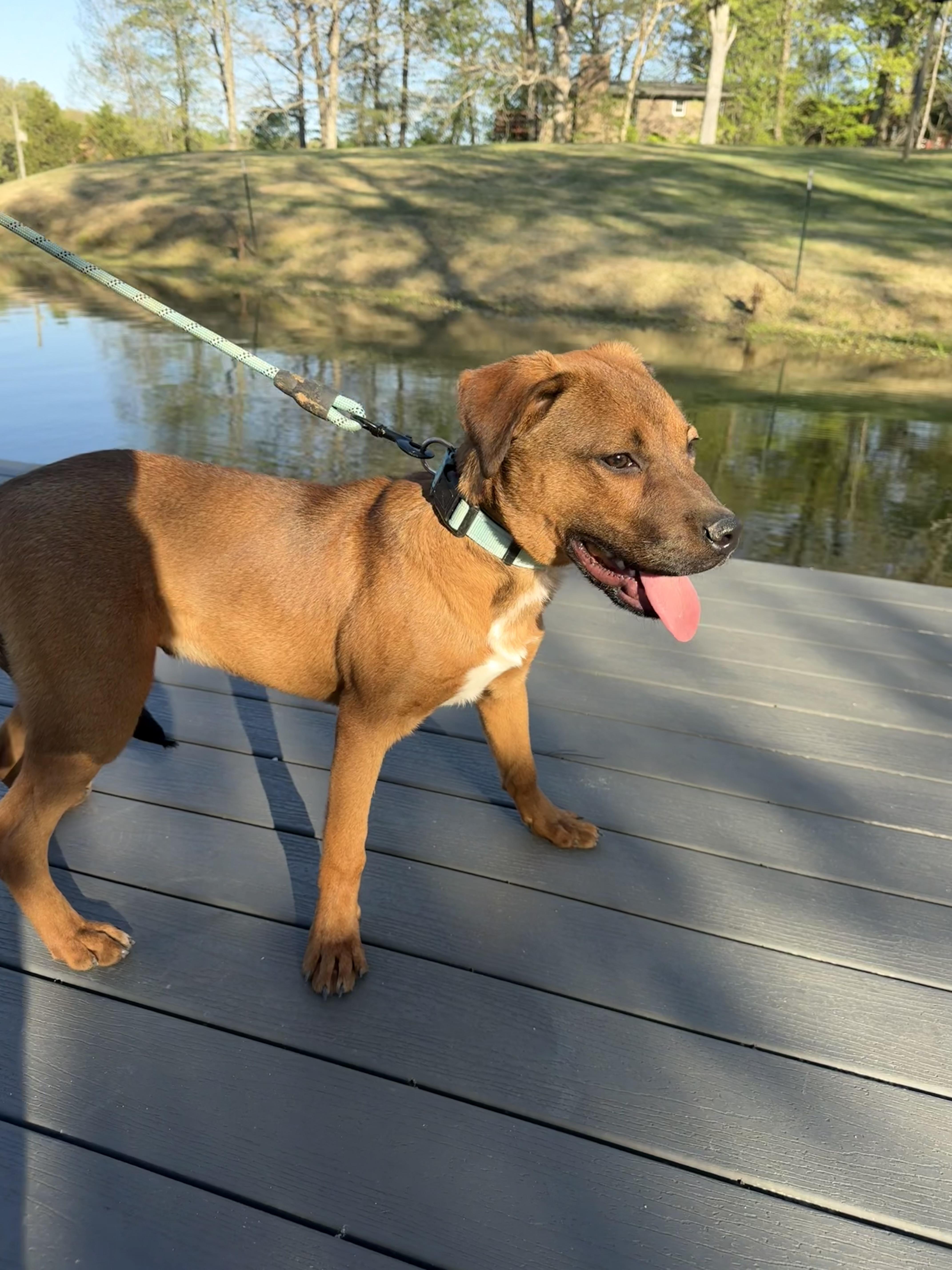 Red , a ADOPTABLE mixed breed in Watertown, CT image 4/6