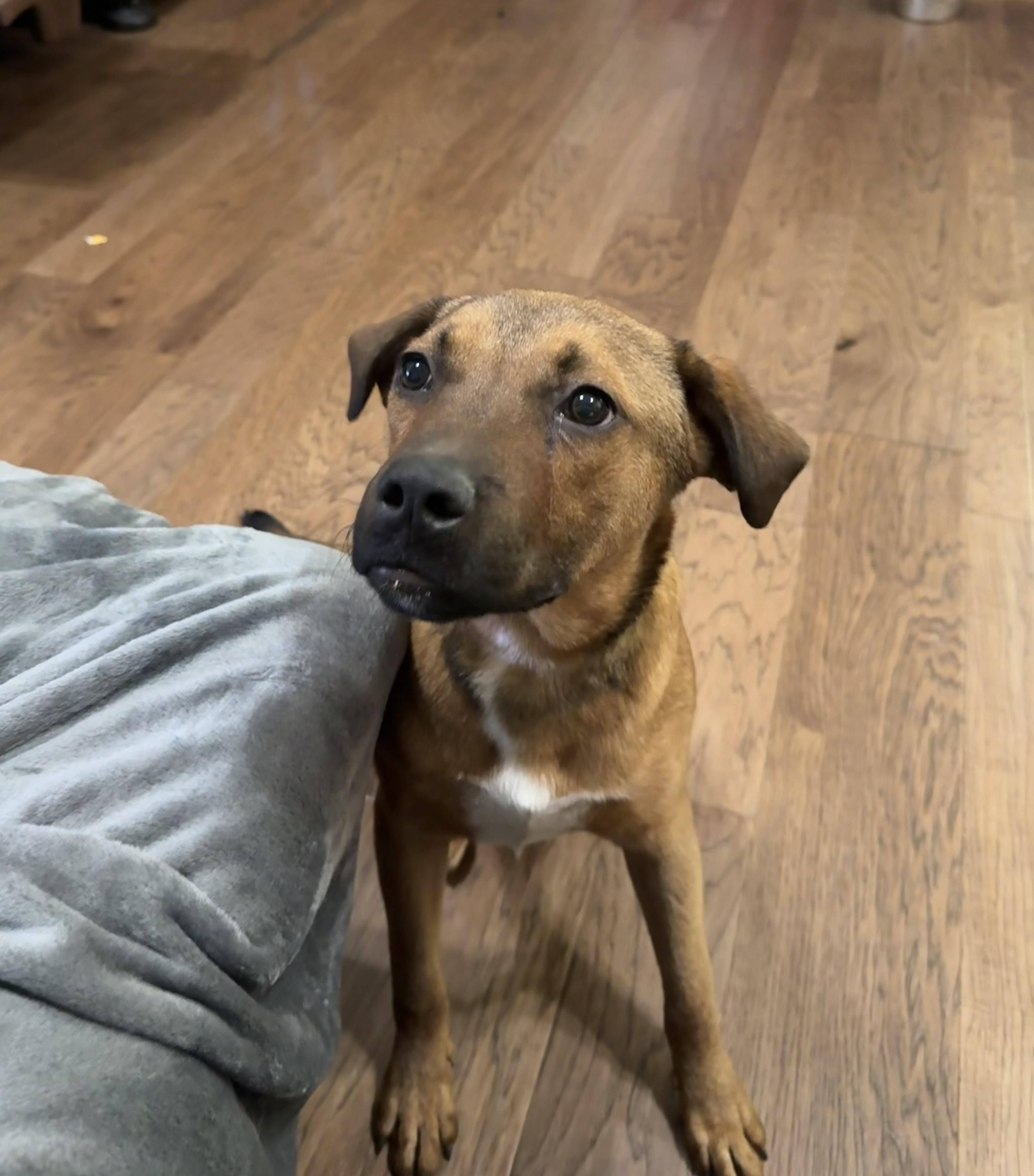 Red , ADOPTABLE, Young Male Labrador Retriever & Boxer.