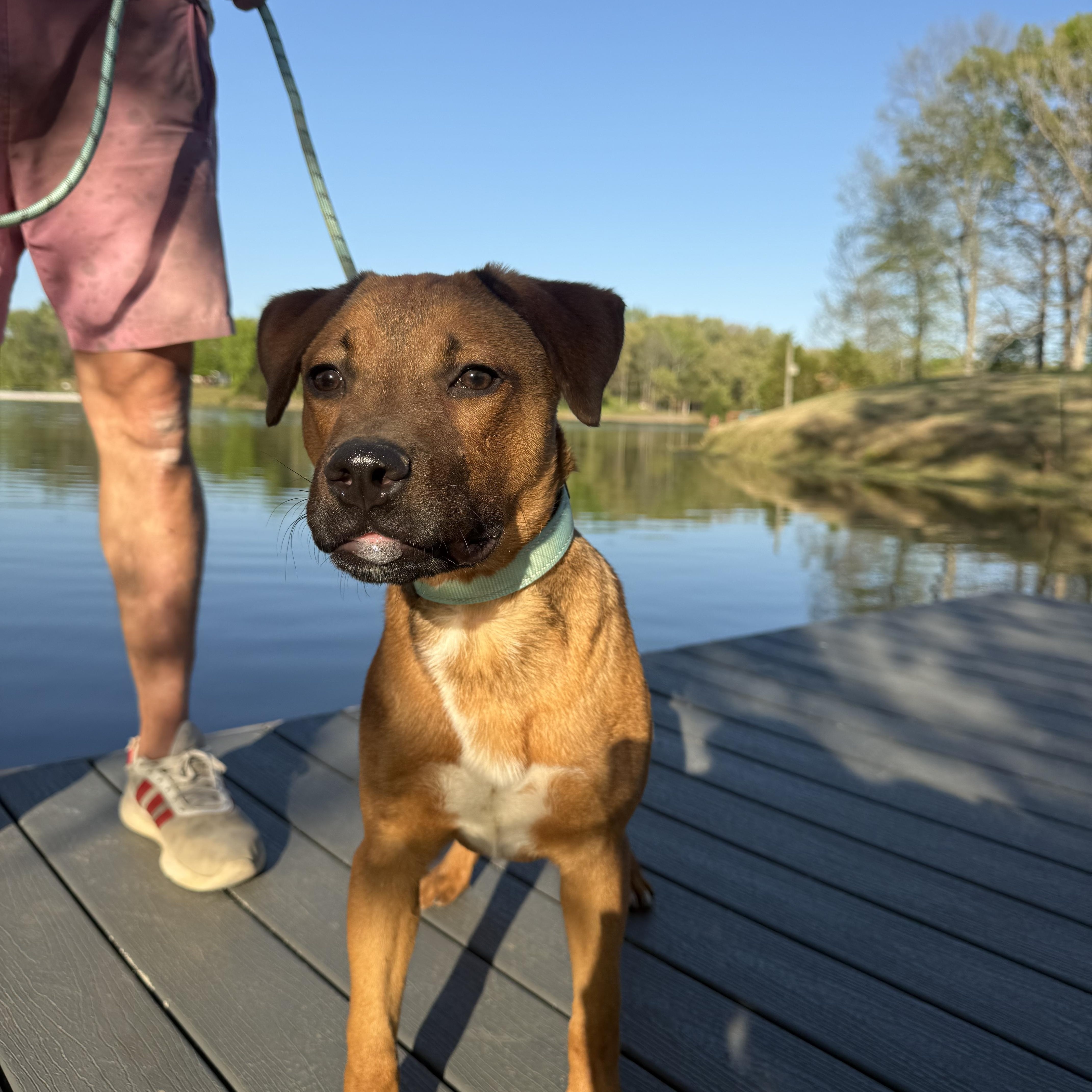 Red , a ADOPTABLE mixed breed in Watertown, CT image 2/6