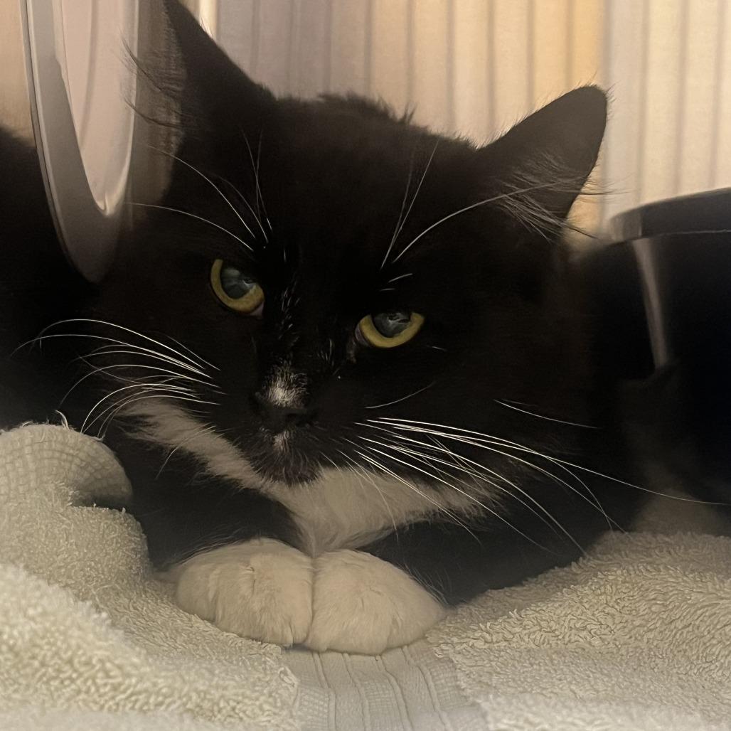 Poppy, Adoptable, Young Female Domestic Medium Hair.