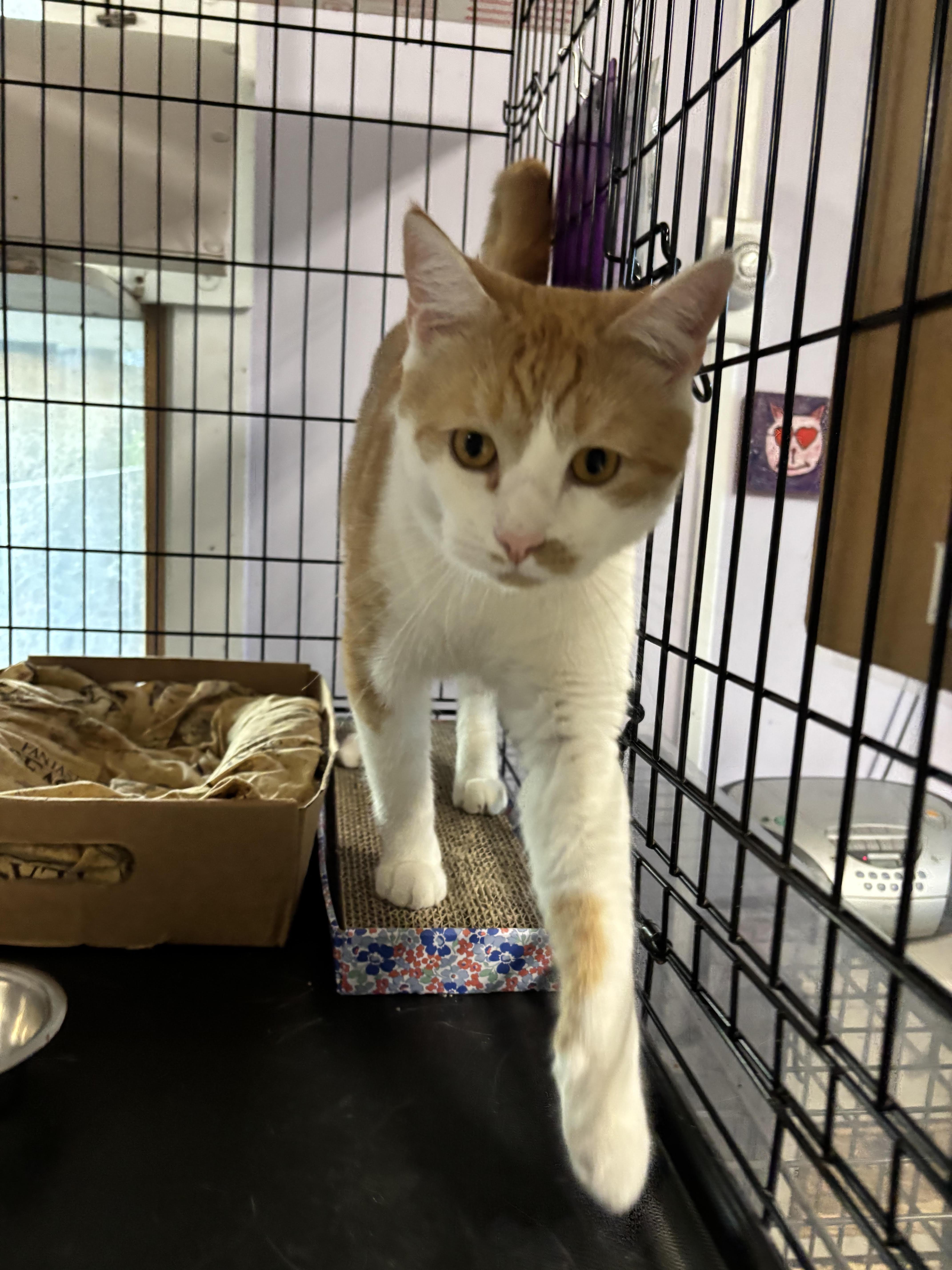 Enlarge Carmello, a Adoptable Domestic Short Hair in Marblehead, MA image 1/1