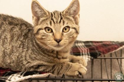 Oakley, ADOPTABLE, Kitten Male Domestic Short Hair.