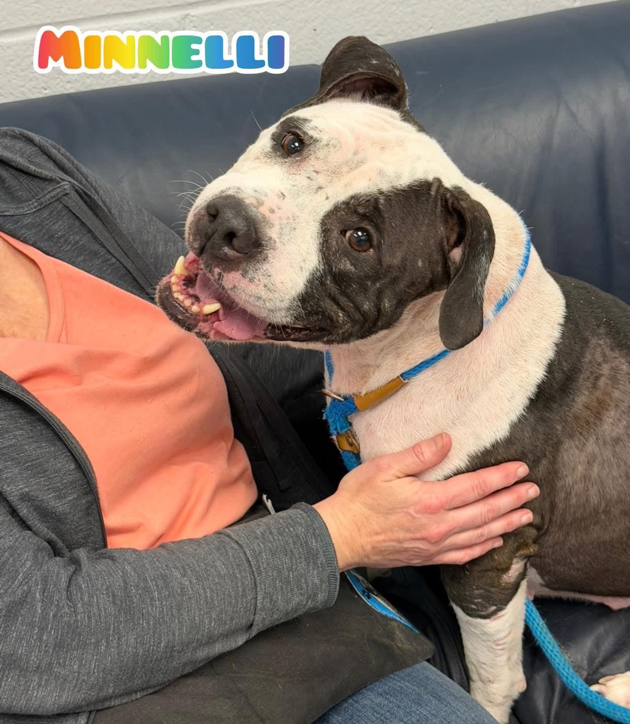 Minnelli, ADOPTABLE, Adult Female Mixed Breed.