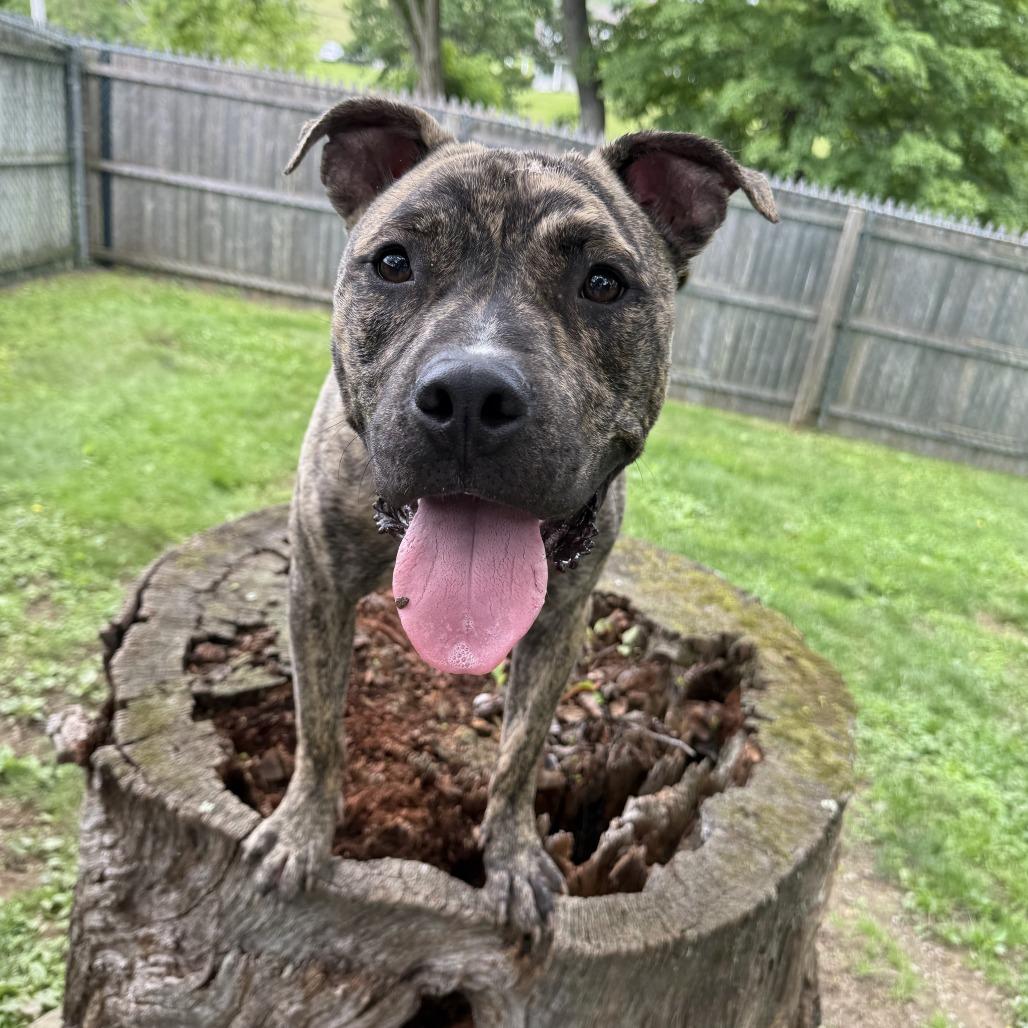 Macho, Adoptable, Adult Male Mixed Breed.