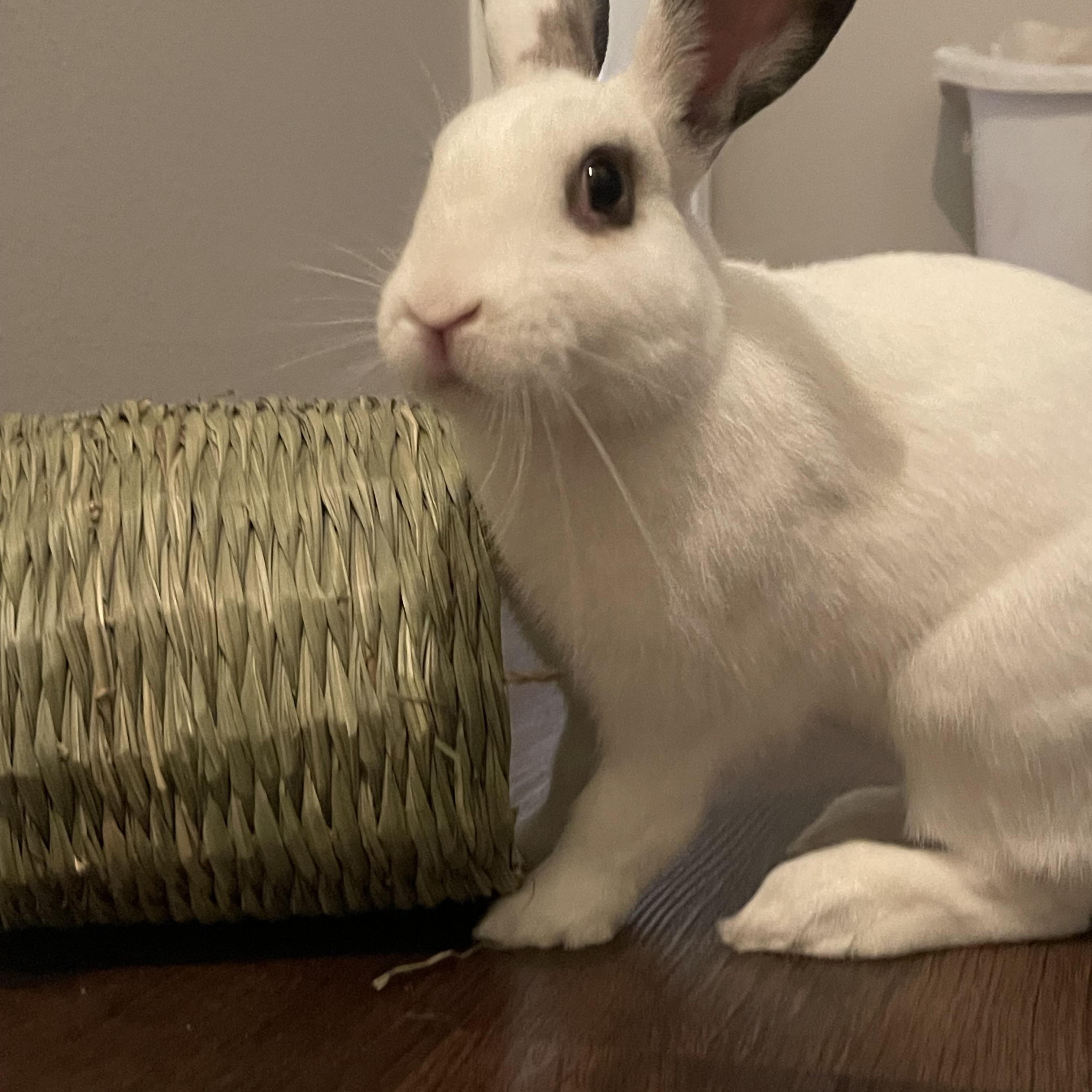 Finn, Adopted, Young Male Bunny Rabbit.