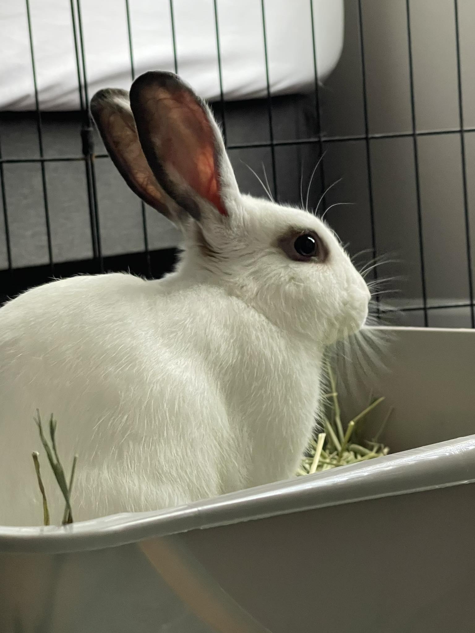 Enlarge Finn, a Adopted mixed breed in Chapin, SC image 2/2